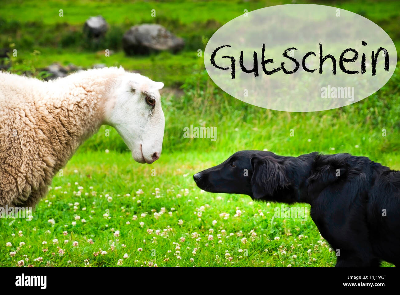 Dog Meets Sheep, German Word Gutschein Means Voucher Stock Photo - Alamy