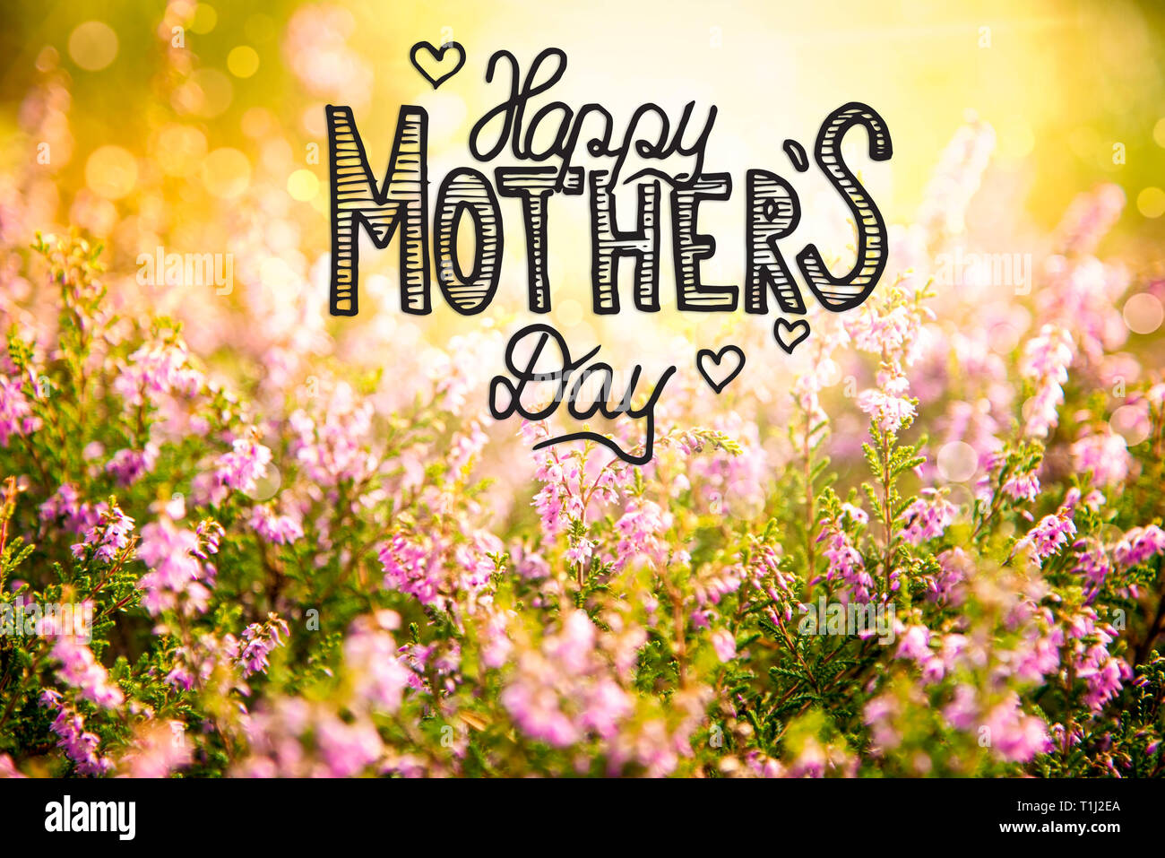 Sunny Erica Flower Field, Calligraphy Happy Mothers Day Stock Photo - Alamy