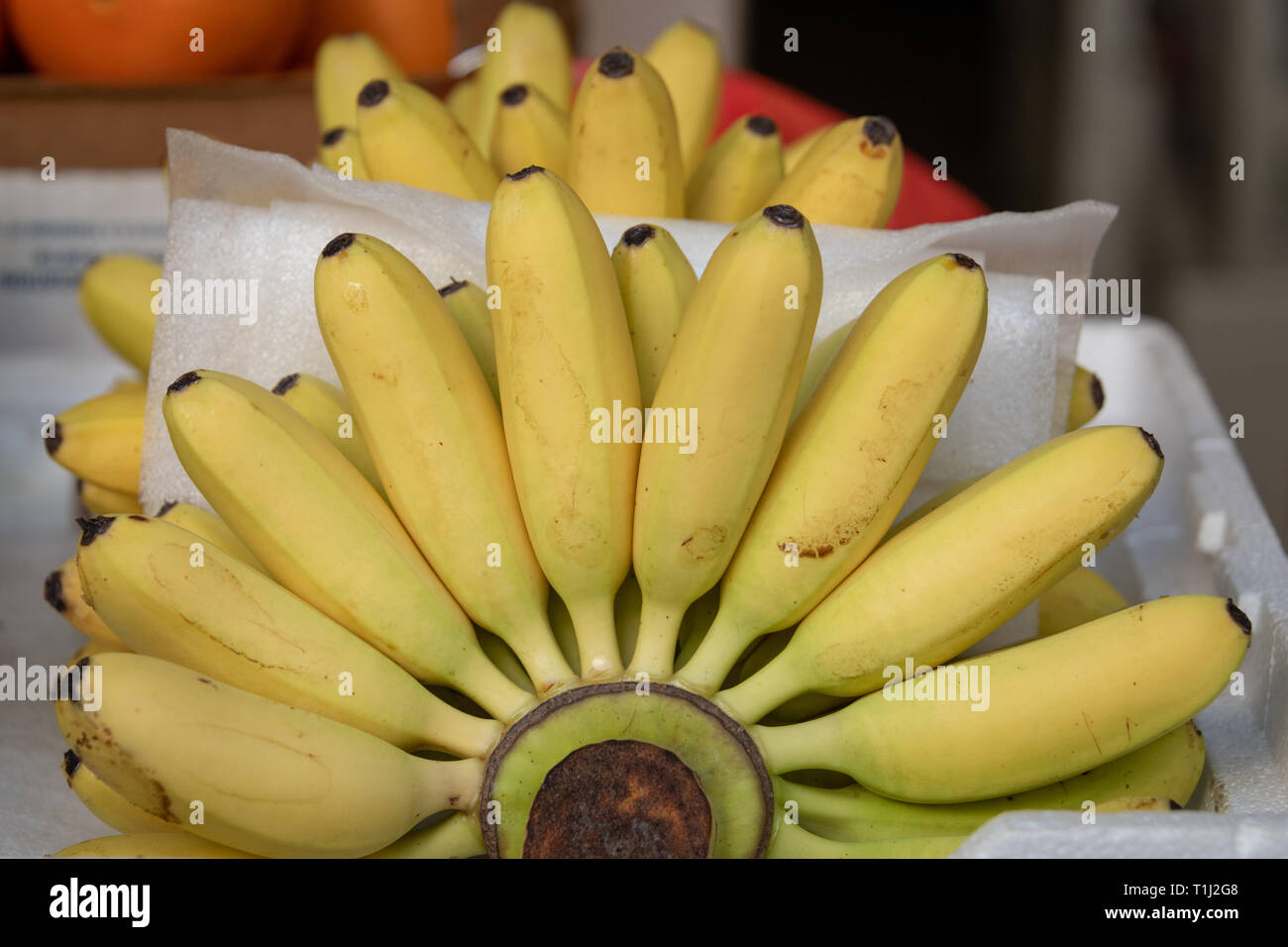 Bunch of Bananas in Fruit Shop Stock Photo Alamy