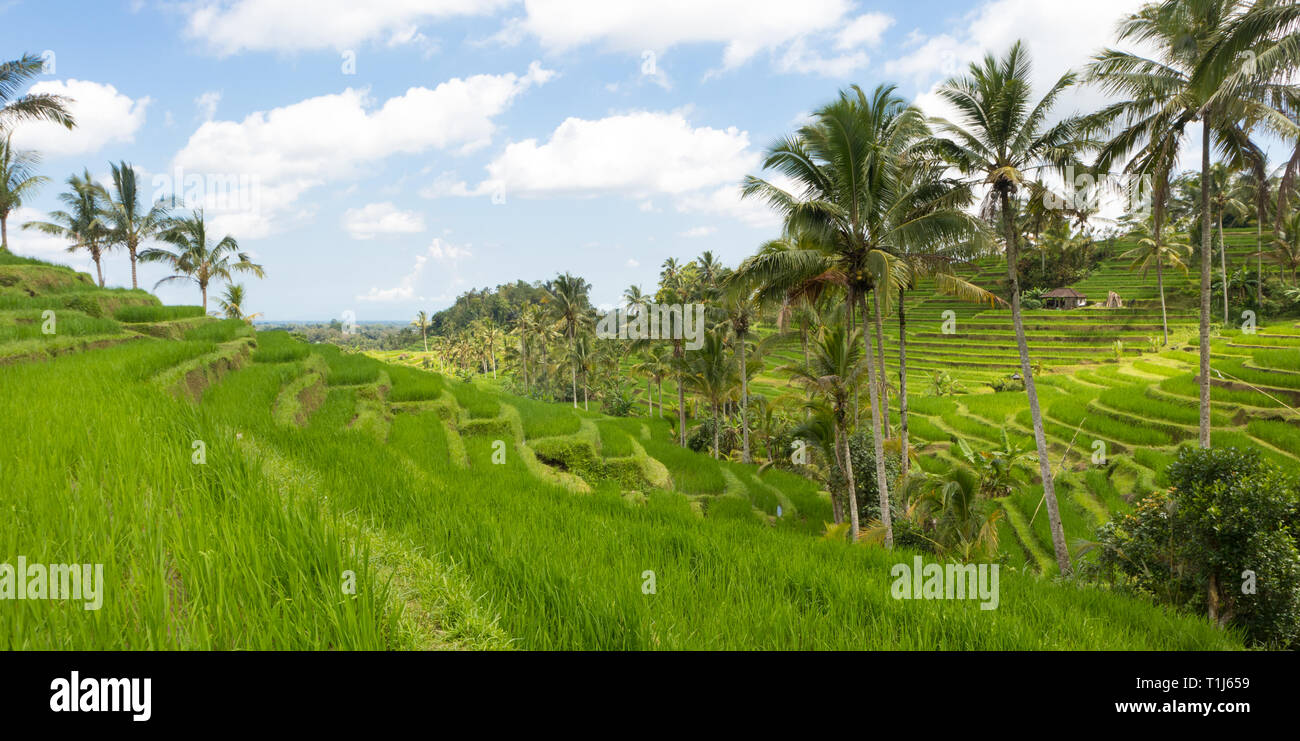 Jatiluwih rice terraces and plantation in Bali, Indonesia, with palm trees and paths. Stock Photo