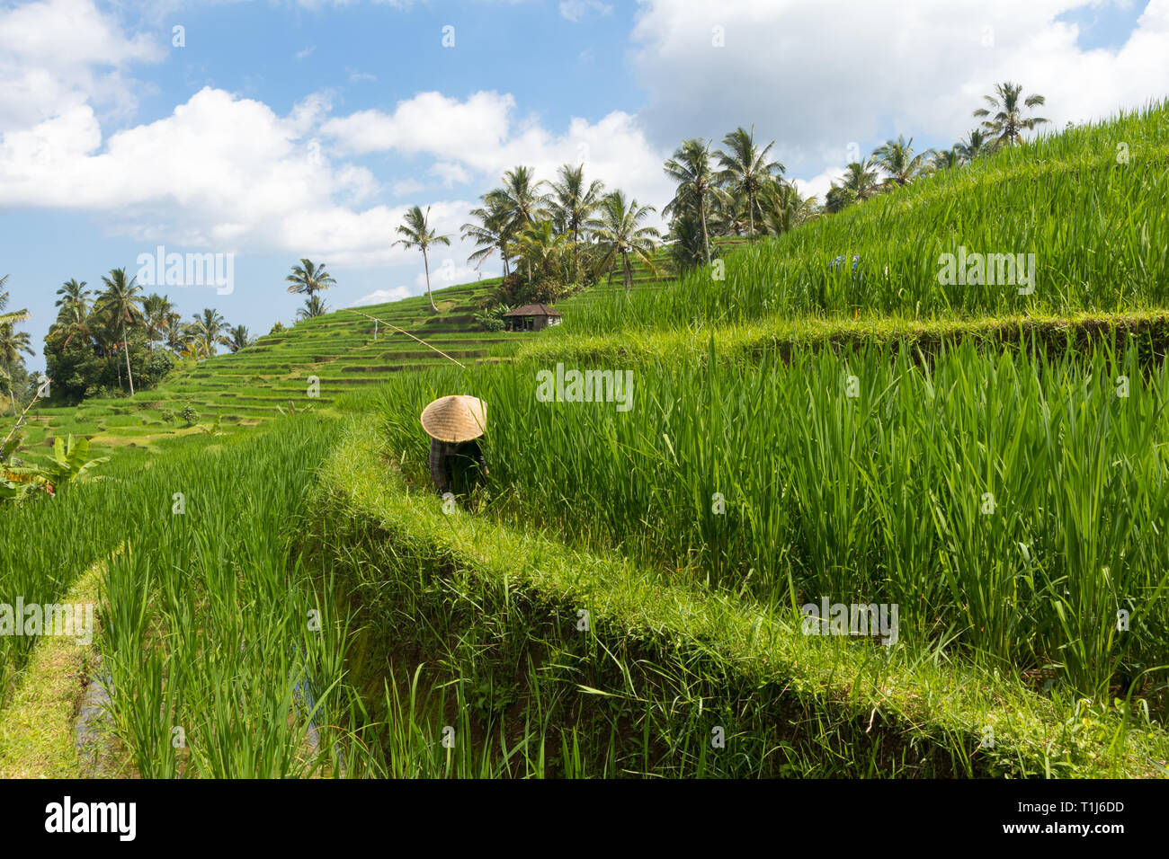 Female farmer wearing traditional asian paddy hat working in beautiful Jatiluwih rice terrace plantations on Bali, Indonesia, south east Asia Stock Photo