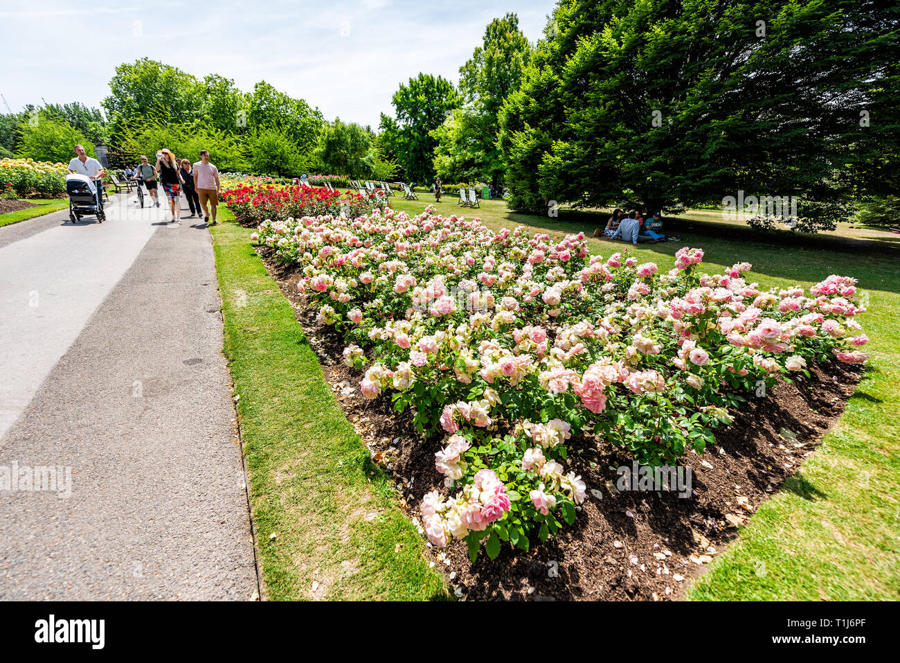 London, UK - June 24, 2018: Queen Mary's Rose Gardens in Regent's park during summer day with trail street road path and people colorful flowers Stock Photo