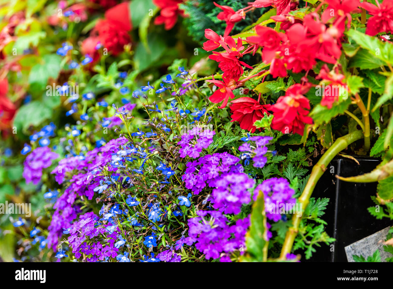 Many colorful tiny purple and blue small flowers with green leaves hanging in pot in garden or florist shop with lobelia and heliotrope Stock Photo