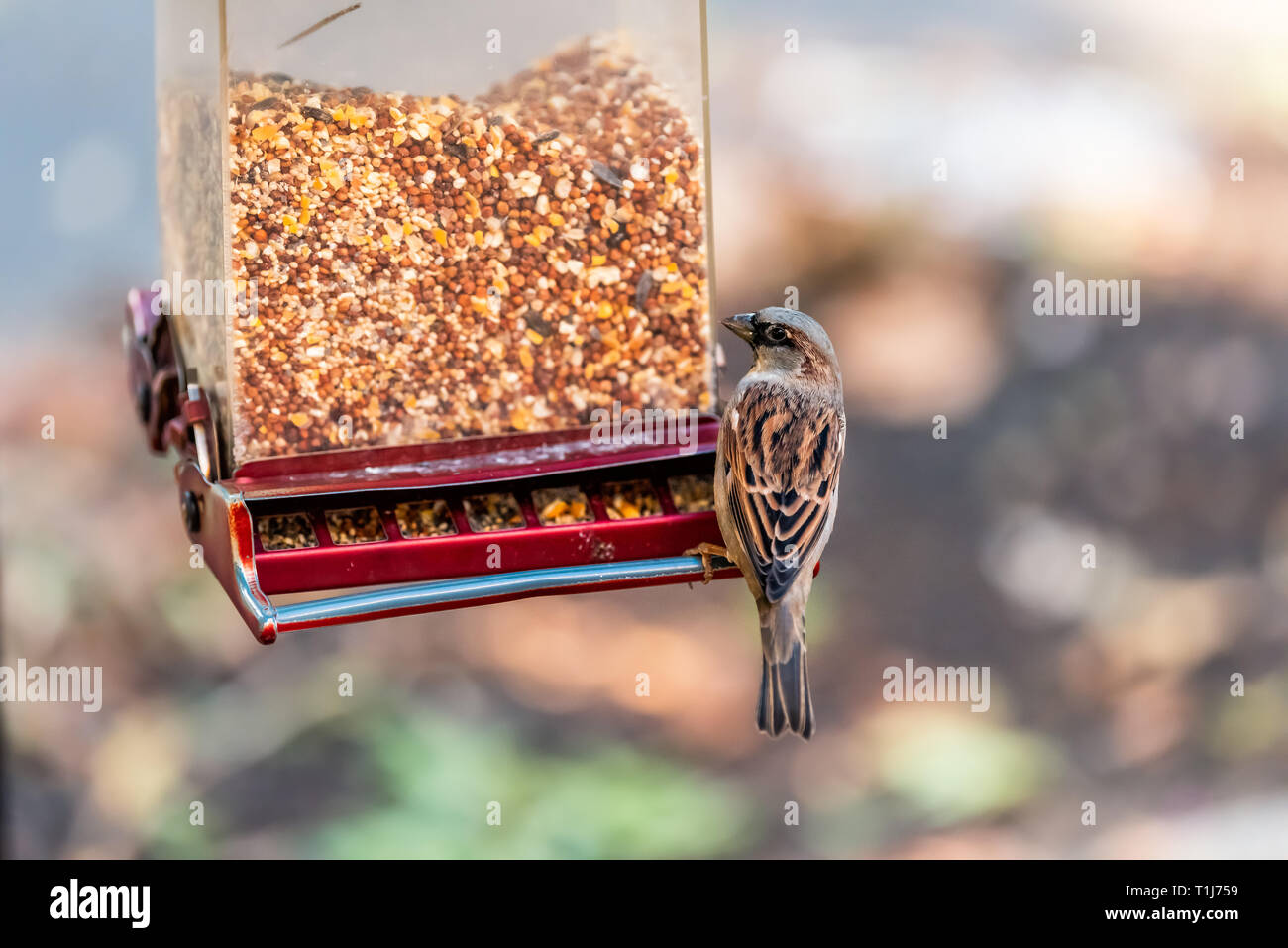 Closeup of one house sparrow bird perched on plastic feeder eating feed millet seeds outside in hanging garden bokeh background Stock Photo