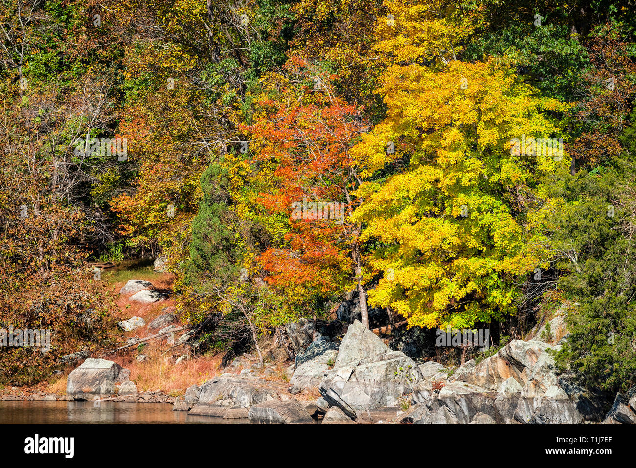 Great Falls yellow orange red autumn tree view in canal lake river during autumn in Maryland colorful foliage by Billy Goat Trail Stock Photo