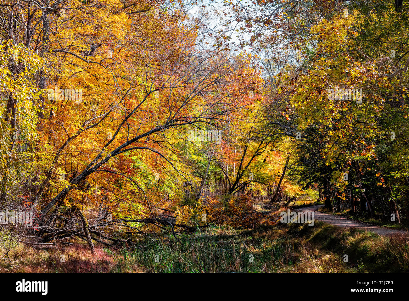 Great Falls yellow orange autumn tree view in dry canal lake river during autumn in Maryland colorful foliage by Billy Goat Trail Stock Photo