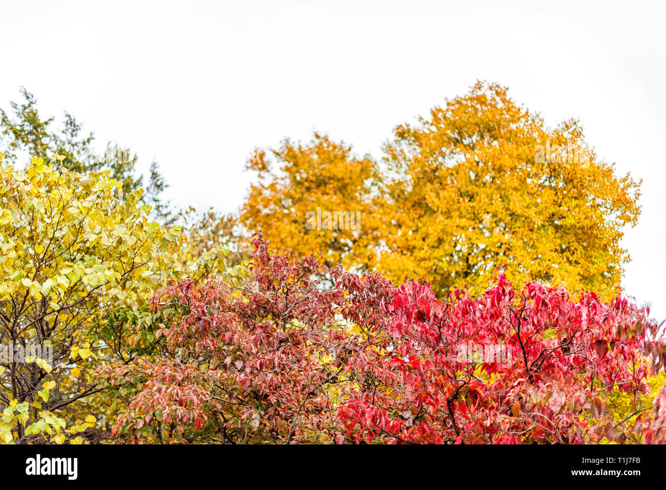 Virginia yellow orange red autumn trees view in Fairfax County colorful foliage in northern VA with sourwood tree Stock Photo