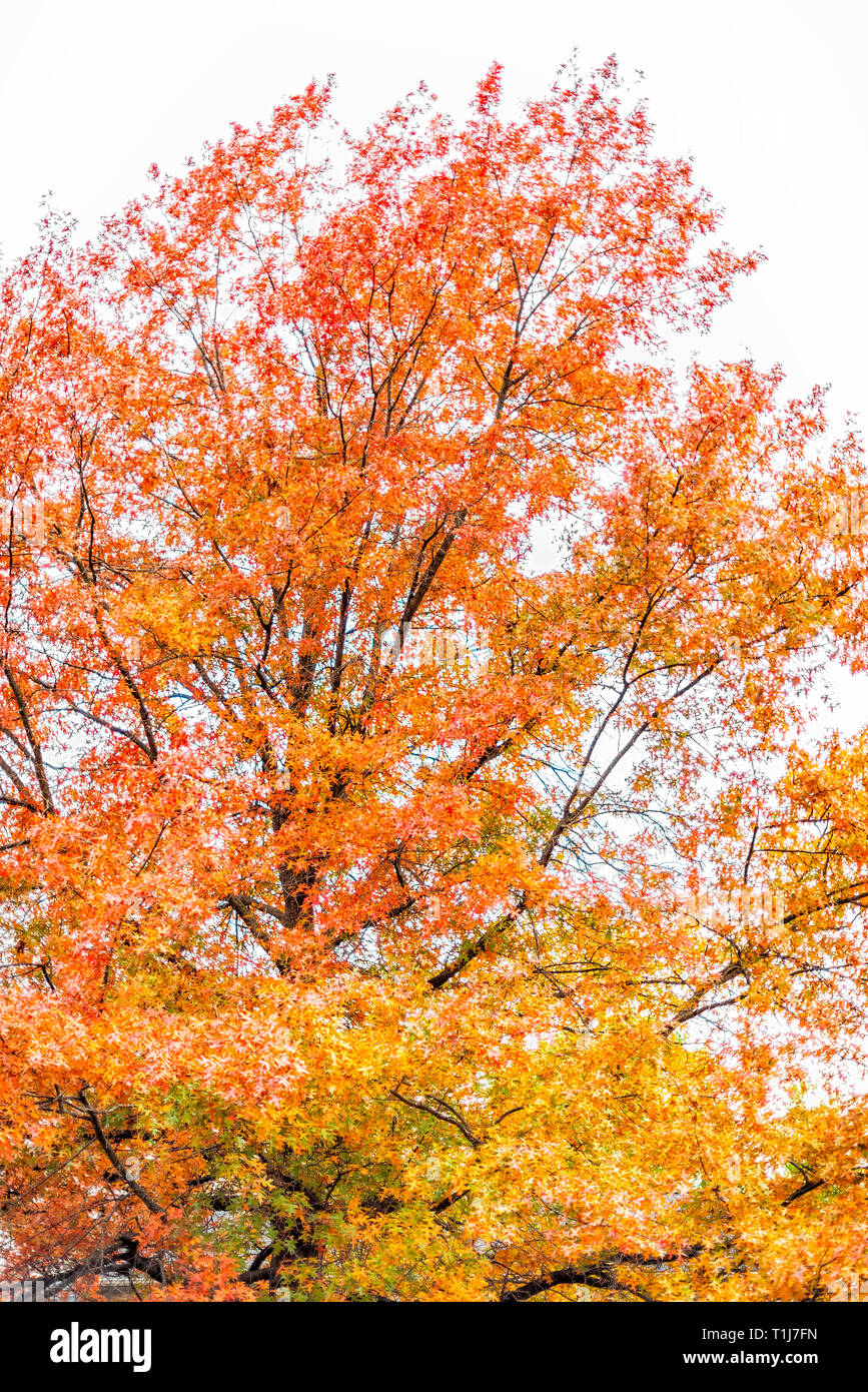 Virginia yellow orange red autumn trees vertical view in Fairfax County colorful foliage in northern VA with tall tree Stock Photo