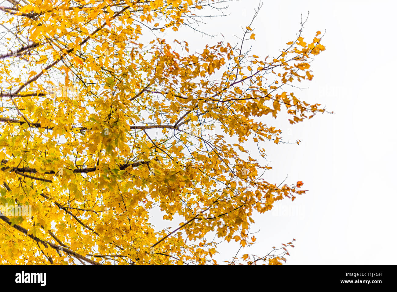 Virginia yellow autumn looking up view in Fairfax County colorful foliage in northern VA with maple tree leaves isolated against white sky Stock Photo