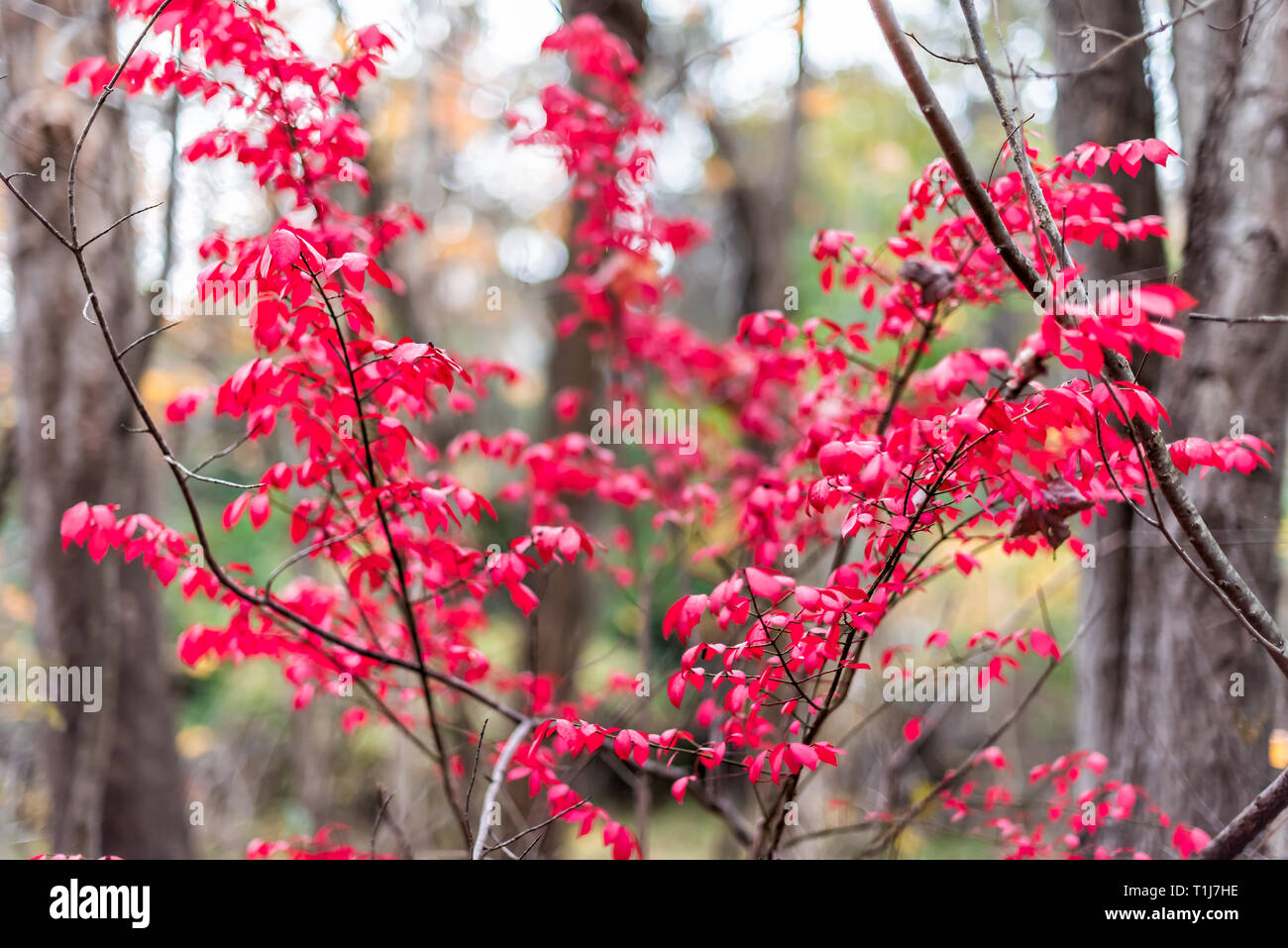 Sourwood tree leaves in forest park autumn vibrant red foliage in Fairfax, Virginia with bokeh background small plant seedling Stock Photo