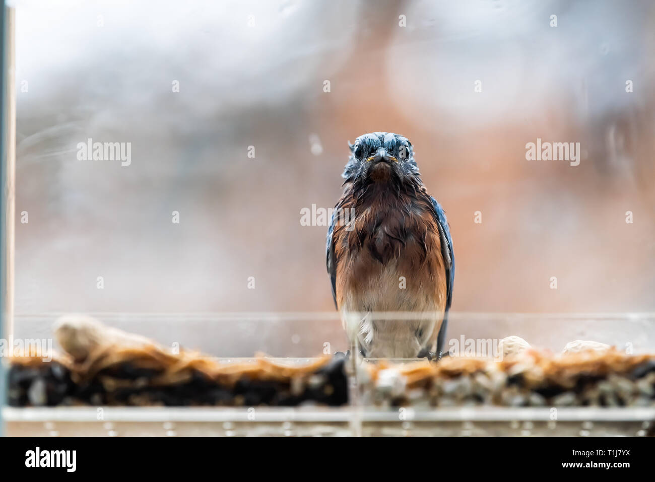 Closeup of wet funny blue bluebird one bird sitting perched on plastic