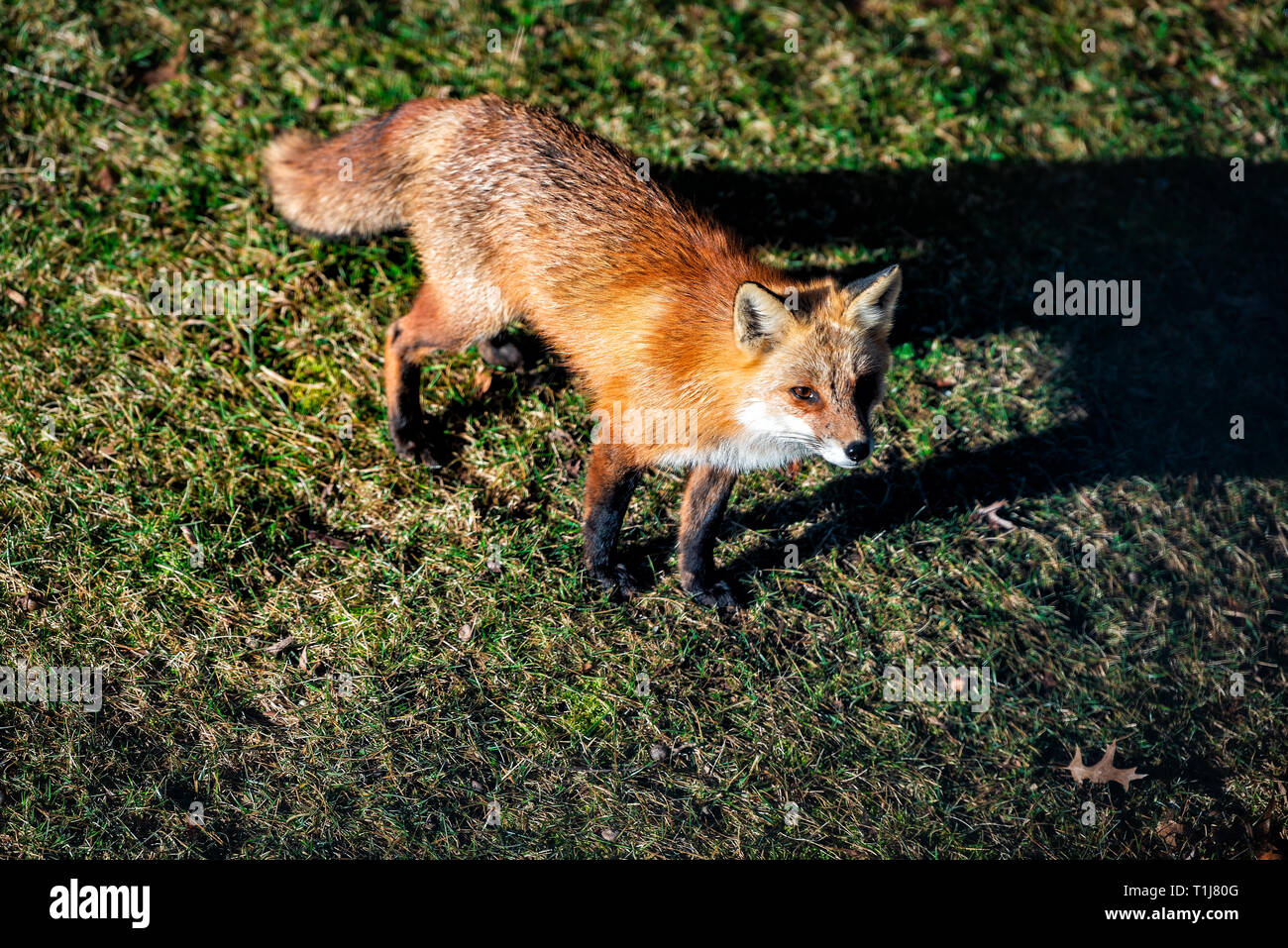 Virginia Fox High Resolution Stock Photography and Images - Alamy