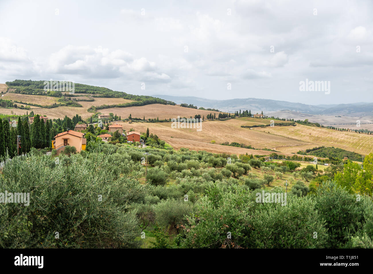 Olive trees by villa on mountain in Monticchiello, Val D'Orcia countryside in Tuscany Italy with many green plants on hill slope Stock Photo