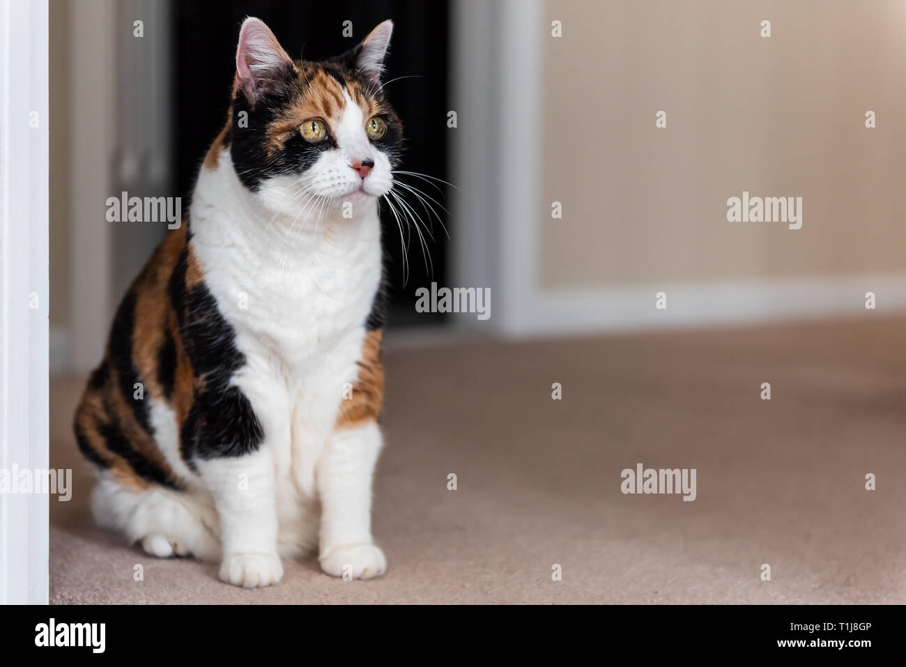 in house cat sitting