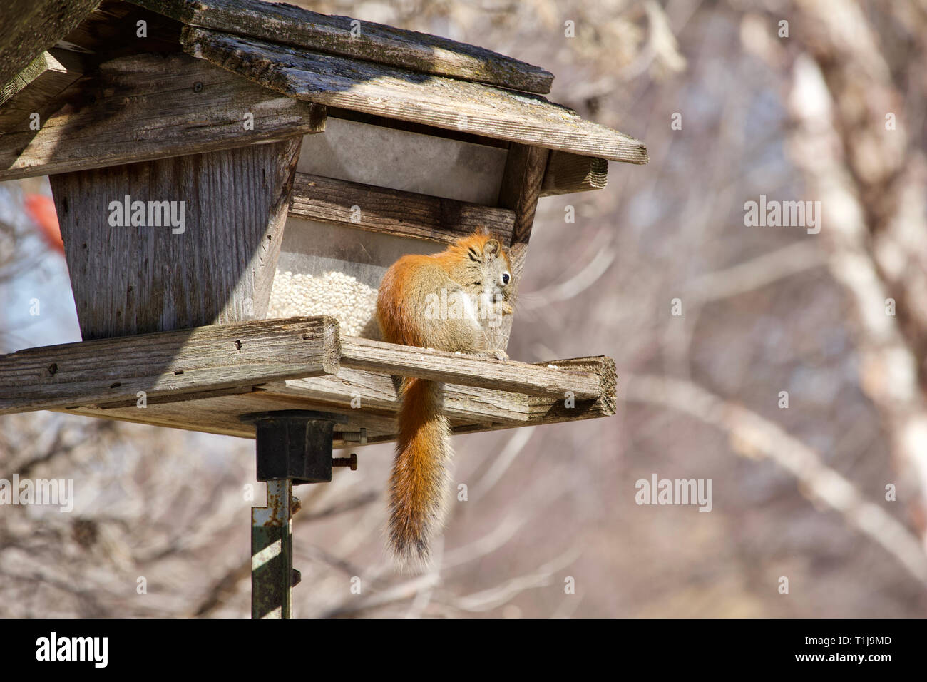 Safflower seeds hires stock photography and images Alamy