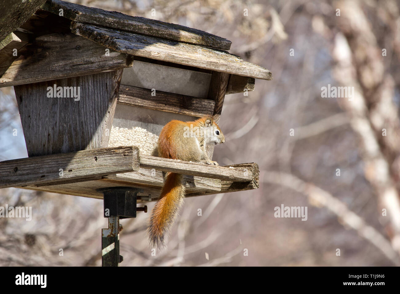 Close Up View Of A Curious Red Squirrel Exploring A Rustic Wooden