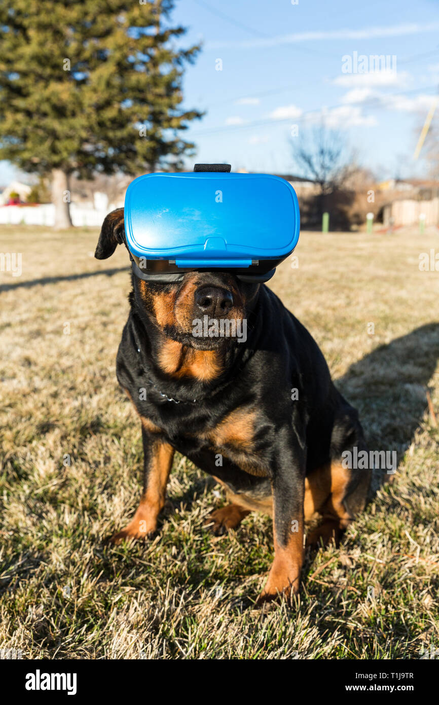 Rottweiler dog using a virtual reality headset at a park Stock Photo ...