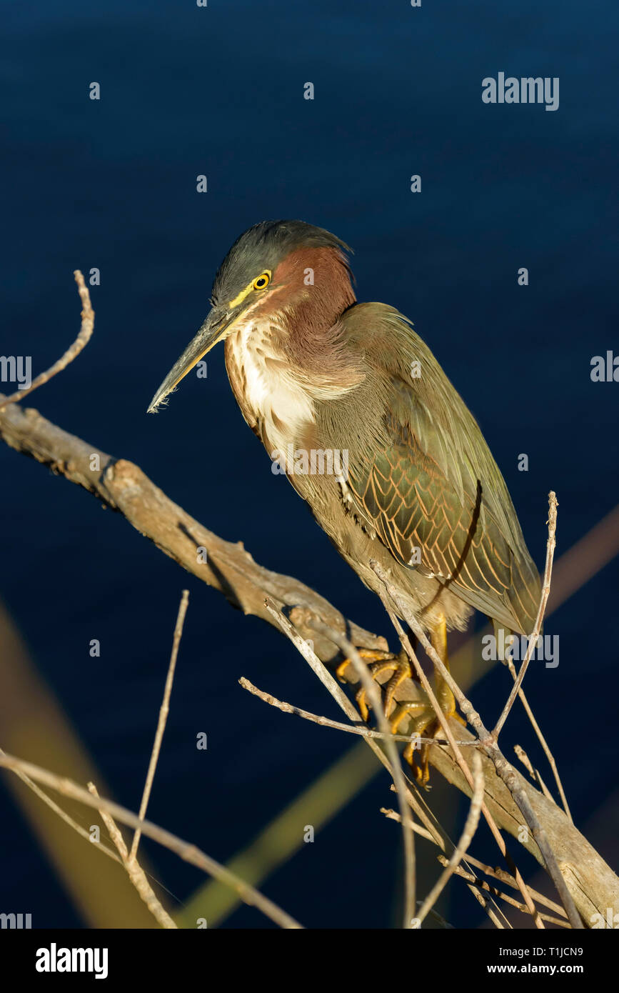 Green heron (Butorides virescens) perched on a branch over water in Ten Thousand Islands National Wildlife Refuge -Marsh Trail, Florida, USA Stock Photo