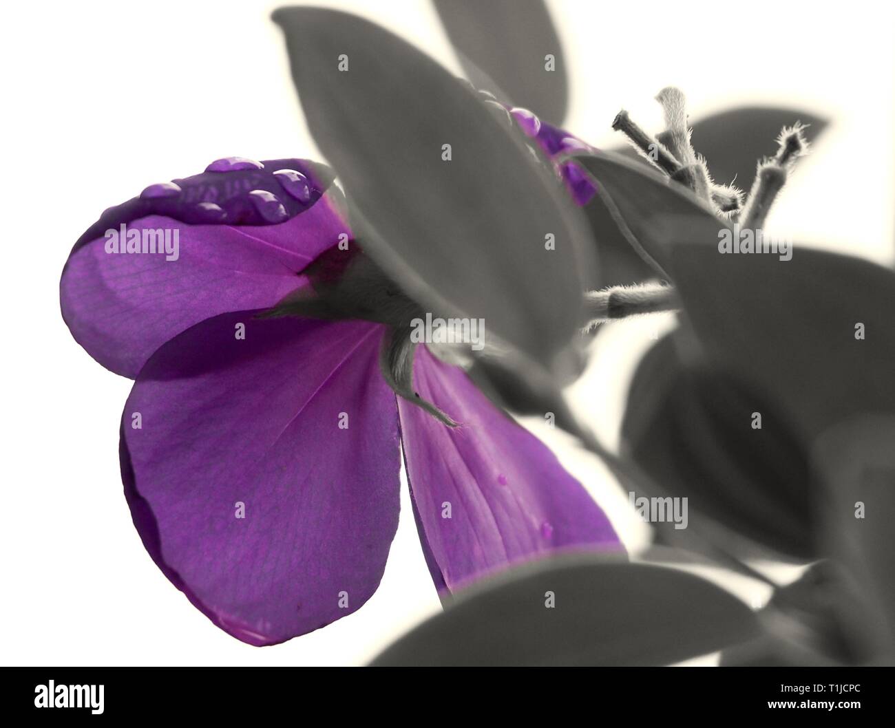 Purple Tibouchina flower, partial colour photo with purple petals and dark grey leaves Stock Photo