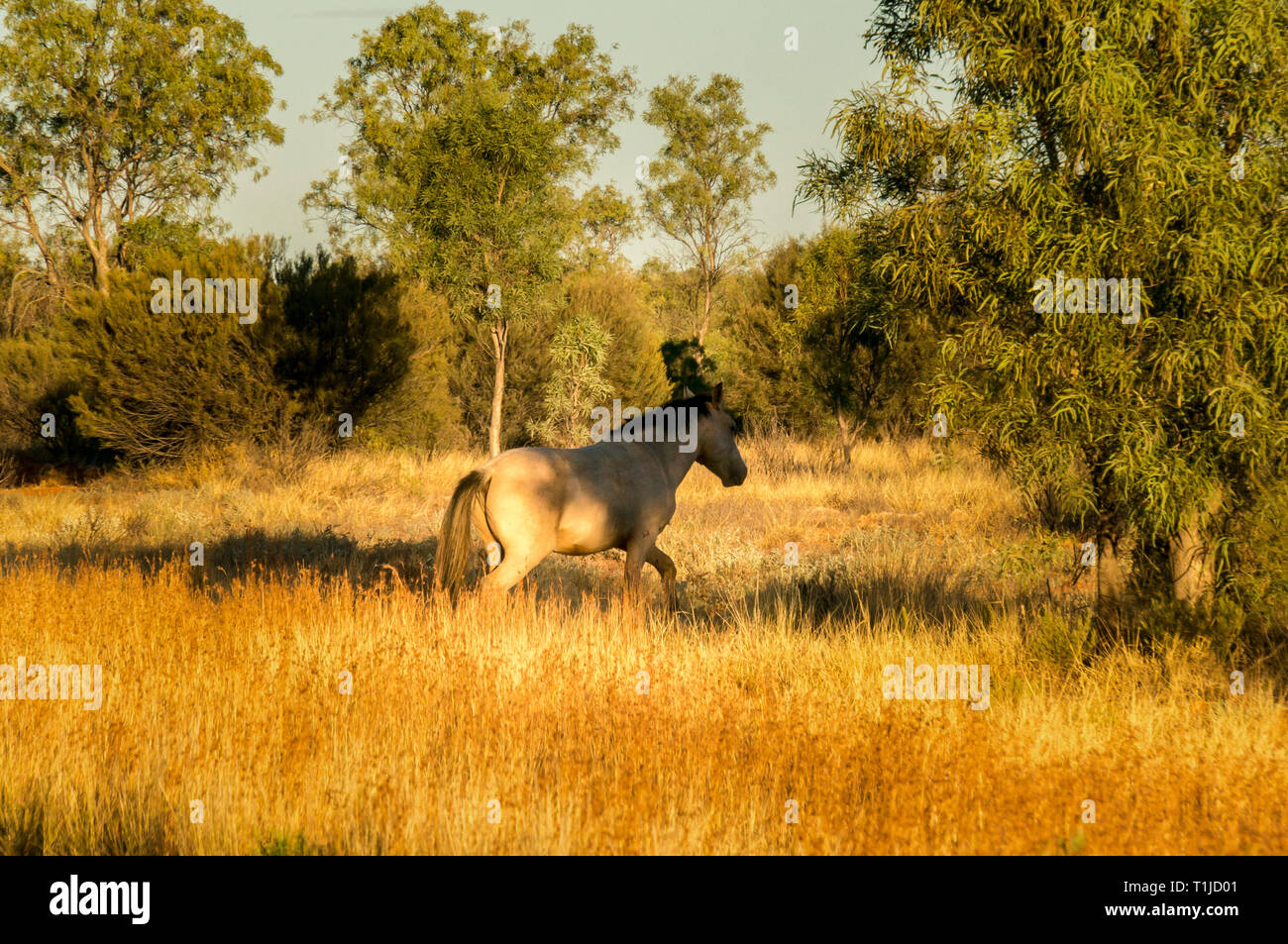 herd of wild horses in the MacDonnell Range Stock Photo