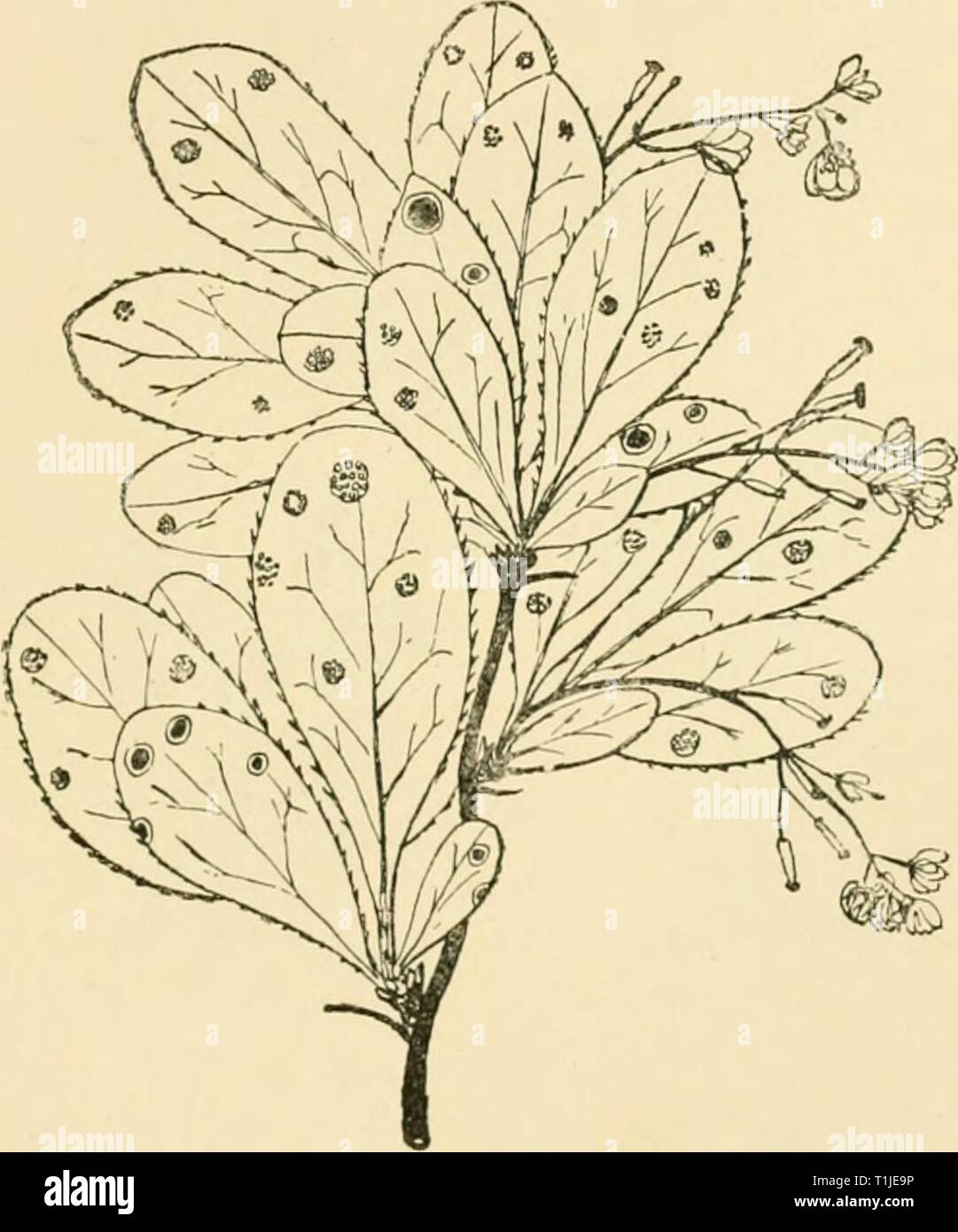 Diseases of plants induced by Diseases of plants induced by cryptogamic parasites; introduction to the study of pathogenic Fungi, slime-Fungi, bacteria, & Algae  diseasesofplants00tube Year: 1897  pucciNiA. 343- hyphae forming the bottom of the uecidium-cup. These hyphae give rise to numerous short sporophores, from each of which a single long chain of spores is abjointed in basipetal succession, the spores being at first separated by temporary intermediate cells. The sporophores round the margin of each aecidium do not, however, give off spores; they also produce chains of cells basipetally,  Stock Photo