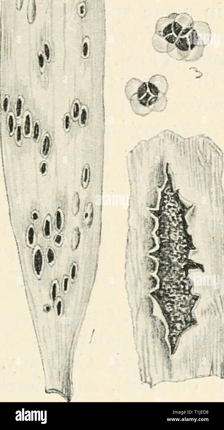Diseases of cultivated plants and Diseases of cultivated plants and trees  diseasesofcultiv00massuoft Year: [1910?]  UROCYSTIS 349 is recommended that onions should be transplanted, because at a certain age the plants cannot be infected, even if spores are in the ground. Diseased plants should be collected when thinning is in operation. Thaxter, A?in. Rep. Conti. Expt. Stat., p. 129 (1890). •51 j    Fig. 105.—Urocystis colchici. i, portion of infected leaf ; 2, a single sorus, slightly mag. ; 3, spores, highly mag. ColcMcium smut {Urocysiis cokhici, Rab.) forms long rows of black, powdery stre Stock Photo