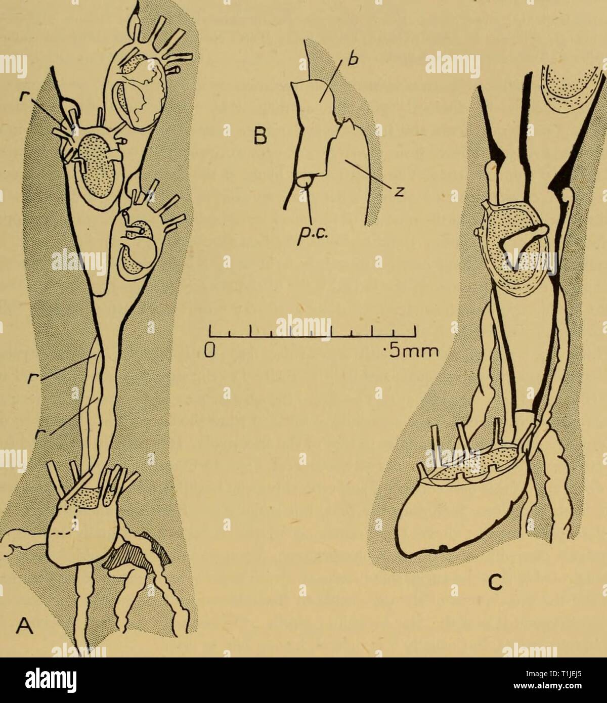 Discovery reports (1943) Discovery reports  discoveryreports22inst Year: 1943  NOTOPLITES 349 frontal surface of the branch (Fig. 12 C). The long, slender mandible is usually directed obliquely and is strongly arched, its articulation being on a level with the frontal surface of zooecium F, its tip lying basally to zooecium G (Fig. 12 D). In two instances the    Fig. 13. A. Notoplites elongatus (Busk). St. 1563, Marion Island. Ancestrula and first three zooecia. The dotted line indicates a break in the ancestrula. Two of the rootlets are attached to a stone. B. N. klugei (Hasenbank). National  Stock Photo
