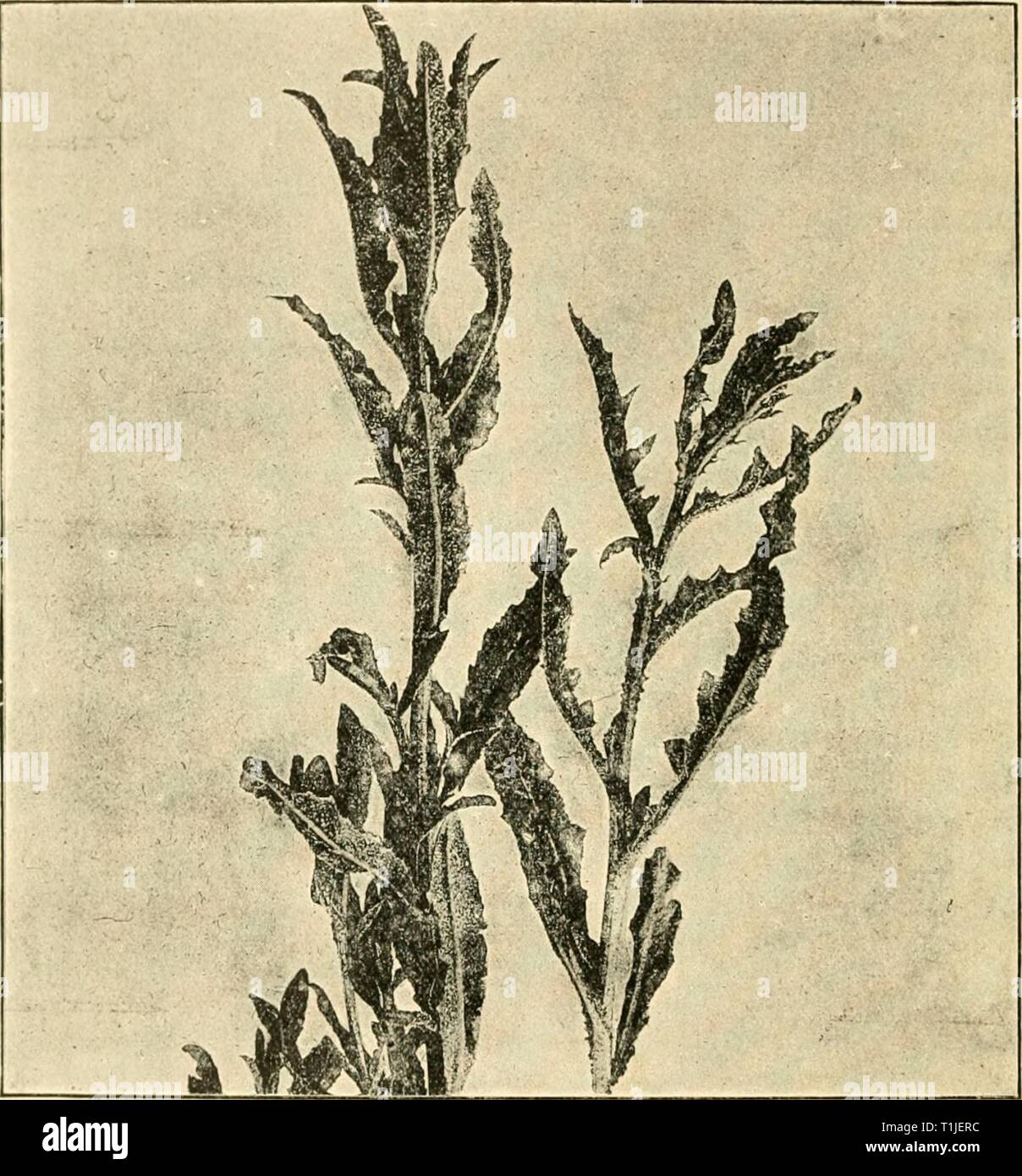 Diseases of plants induced by Diseases of plants induced by cryptogamic parasites; introduction to the study of pathogenic Fungi, slime-Fungi, bacteria, & Algae  diseasesofplants00tube Year: 1897  35: UREDINEAE. aecidia {Aec. parnassiae Schleclit.) oi jycnidia are unknown Parnassid palustris. Sperniogonial pycniclia are unknown. P. scirpi D. C. (Britain). Uredo- and teleutospoi-es on Scirpus; aecidia, according to Chodat, = .1 ea nymphaeoides on Nymphaea, JViphar, and JJvi- accor nInU'OHh:    l-'iii. h&gt;i. — l'iixfiiiM soMAtolins on Cirsiain urvensc. Tlie plants are abnormally elongated ; t Stock Photo