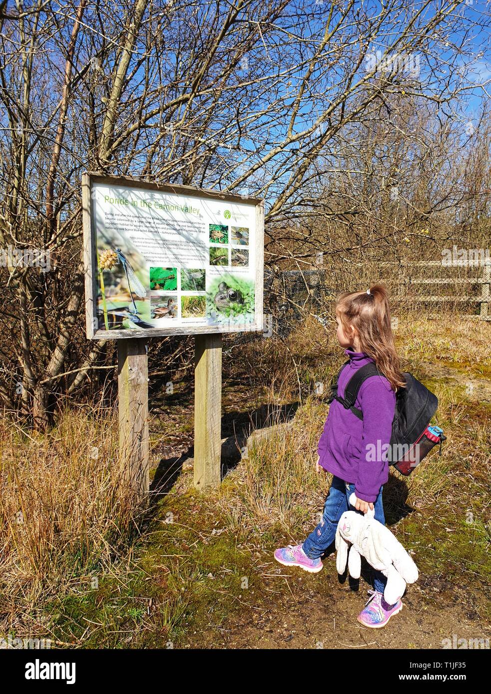 A young child reading the information board on a nature trail, in Devoran, Cornwall, United Kingdom. Stock Photo