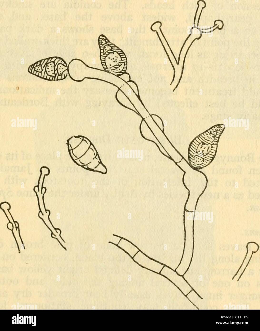 Diseases of crop-plants in the Diseases of crop-plants in the Lesser Antilles  diseasesofcroppl00nowe Year: 1923  DISEASES OFlBANANA 251 of these diseases as it is quite probable that they will be met with sooner or later. Black Spot of Leaves. This leaf disease has been reported from several localities in Jamaica, where it is confined to good soils containing a high proportion of marl. It begins with tiny black spots on the main veins of the leaf-blade, which increase in size and become    Fig. 96 Cercospora Musarum Bull. 6, Dept. Agri., Jamaica lenticular and are then often surrounded by a n Stock Photo