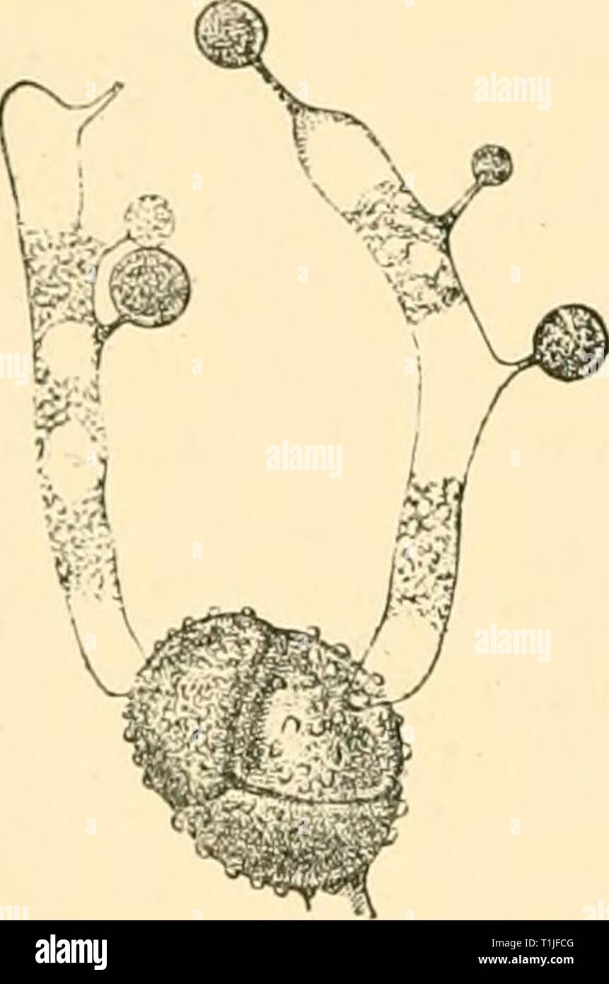 Diseases of plants induced by Diseases of plants induced by cryptogamic parasites; introduction to the study of pathogenic Fungi, slime-Fungi, bacteria, & Algae  diseasesofplants00tube Year: 1897  362 UREDINEAE. points. The so-called aecidia are really a form of uredo-sori; they occur as thick cushions and cause thickening or twisting of the leaves and petioles. T. filipendulae (Lascli.) (Britain). On Spiraea Filipendula. T. echinatum Lev. occurs on Meum ; teleutospores alone are known (U.S. AnuTica). T. clavellosum Beik. On leaves of Aralia in the United States. Phragmidium. Teleutospores mul Stock Photo