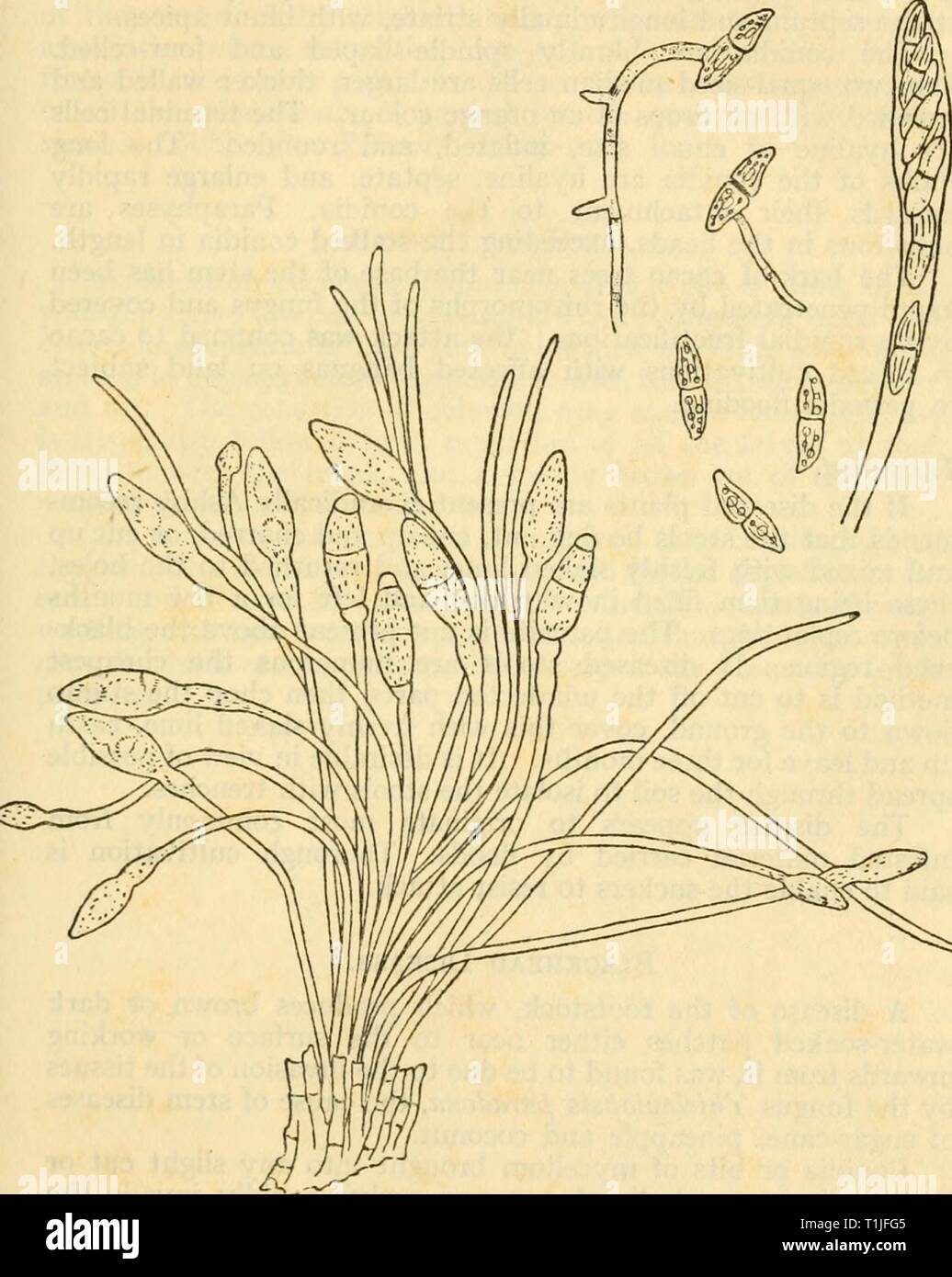 Diseases of crop-plants in the Diseases of crop-plants in the Lesser Antilles  diseasesofcroppl00nowe Year: 1923  DISEASES OF BANANA 253 described as penetrating the tissue of the rootstock, and these in turn give out hyphae which grow among the cells. The fructifications are borne at or just above ground level.    Fig. 98 SpHAEROSTILBE MUSARUM, CONIDIA, ASCUS AND ASCOSPORES Bull. 6, Dept. Agri., Jamaica The conidial stage occurs on small yellow or orange cushions up to 2 mm. diameter, bearing one or more slender white stalks furnished with a brown or brownish red spherical head or ending in a Stock Photo