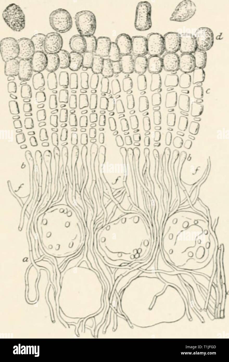 Diseases of plants induced by Diseases of plants induced by cryptogamuc  parasites; introduction to the study of pathogenic fungi, slime-fungi,  bacteria, and algae. English ed. by William G. Smith  diseasesofplants00tubeuoft Year: 1897 .