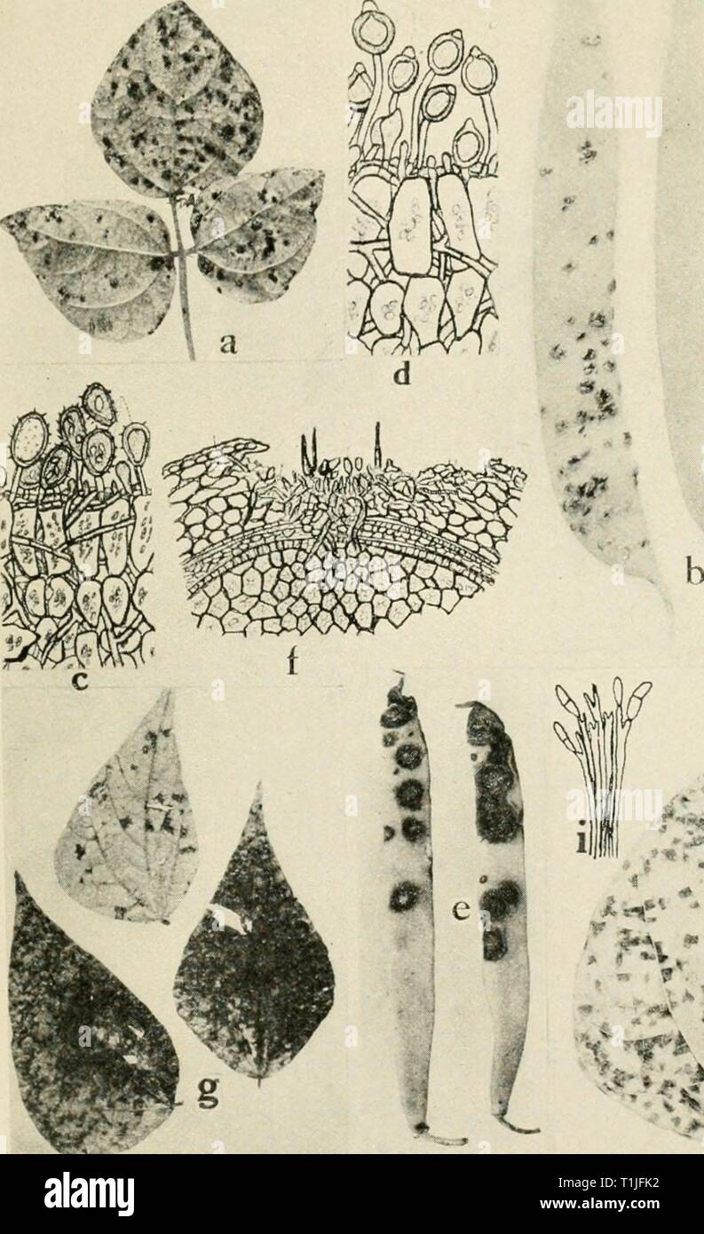 Diseases of truck crops and Diseases of truck crops and their control  diseasesoftruckc00taub Year: 1918    C .,'• • Fig. 47. Bean Diseases. a. and 6. Rust on leaf and pods. c. section through bean leaf showing bean rust, summer spores, d. section through bean leaf, showing bean rust, wmter spores f. anthracnose, /. section through bean seed, showing relation of anthracnose to the host (f. d. and/, after Whetzel), g. Cercospora leaf spot, h. Isariopsis riseola leat spot, i. conidiophores and conidia of Isariopsis. Stock Photo