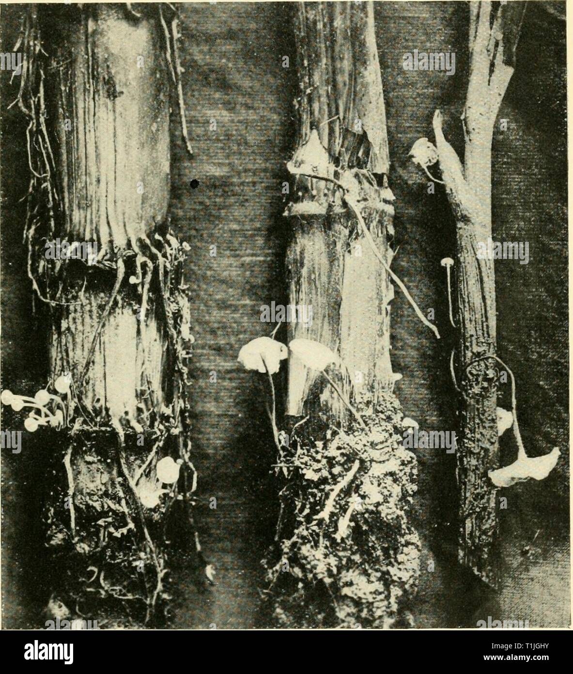 Diseases of crop-plants in the Diseases of crop-plants in the Lesser Antilles  diseasesofcroppl00nowe Year: 1923  Fis. Ill FRucxrFiCATioNS OF Marasmius associated with Acute Root Disease of Sugar-Cane, Trinidad Stock Photo