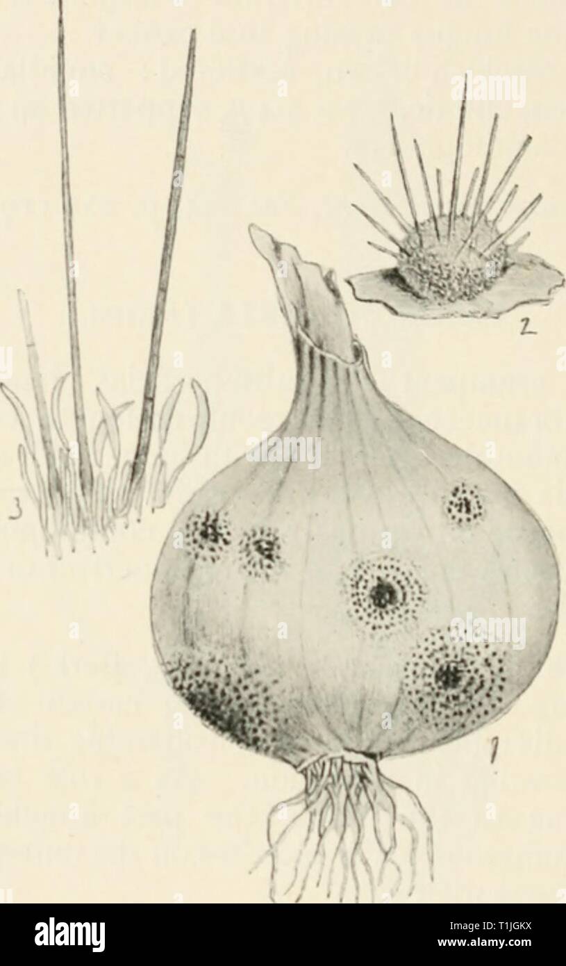 Diseases of onions hi-res stock photography and images - Alamy