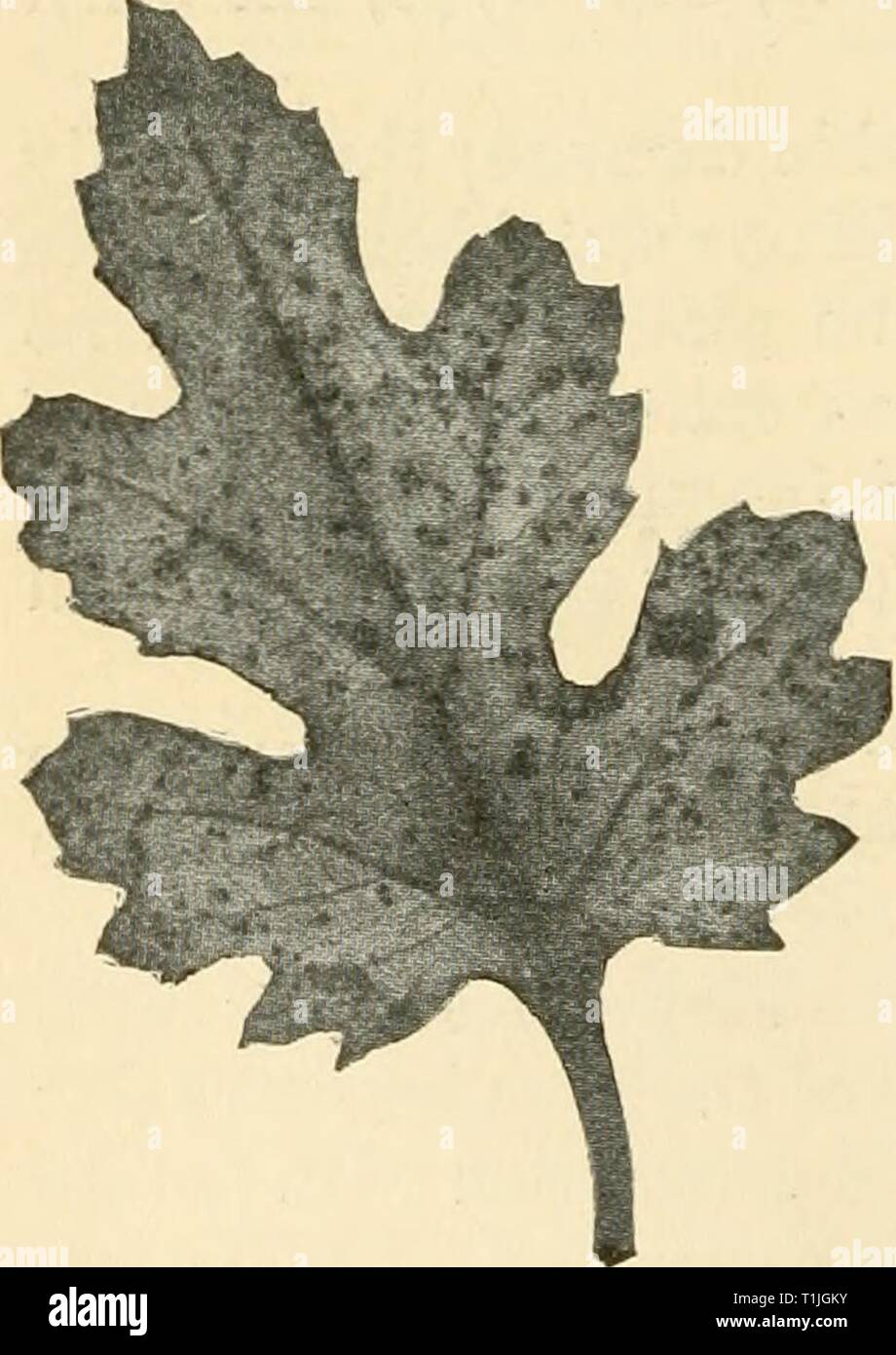 Diseases of economic plants (1921) Diseases of economic plants  diseasesofecon00stev Year: 1921  418 Diseases of Economic Plants CHRYSANTHEMUM Leaf-spot ••'' {Septoria chrysanthemella Cav.). — Large brown to black blotches, often irregularly circular and of indefinite border, appear upon the leaves. These enlarge and coalesce to involve the whole leaf, which withers, dies, and falls away. The lower leaves are first affected, but in later stages all the leaves of the plant may be badly spotted, and practically complete defoliation may result. Cuttings from infected stock should be avoided. All  Stock Photo