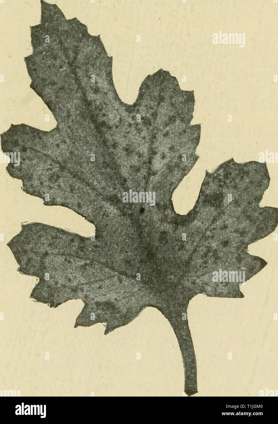 Diseases of economic plants (1921) Diseases of economic plants  diseasesofeconom01stev Year: 1921  418 Diseases of Economic Plants CHRYSANTHEMUM Leaf-spot ' {Septoria chrysanthernella Cav.). — Large brown to black blotches, often irregularly circular and of indefinite border, appear upon the leaves. These enlarge and coalesce to involve the whole leaf, which withers, dies, and falls away. The lower leaves are first affected, but in later stages all the leaves of the plant may be badly spotted, and practically complete defoliation may result. Cuttings from infected stock should be avoided. All  Stock Photo