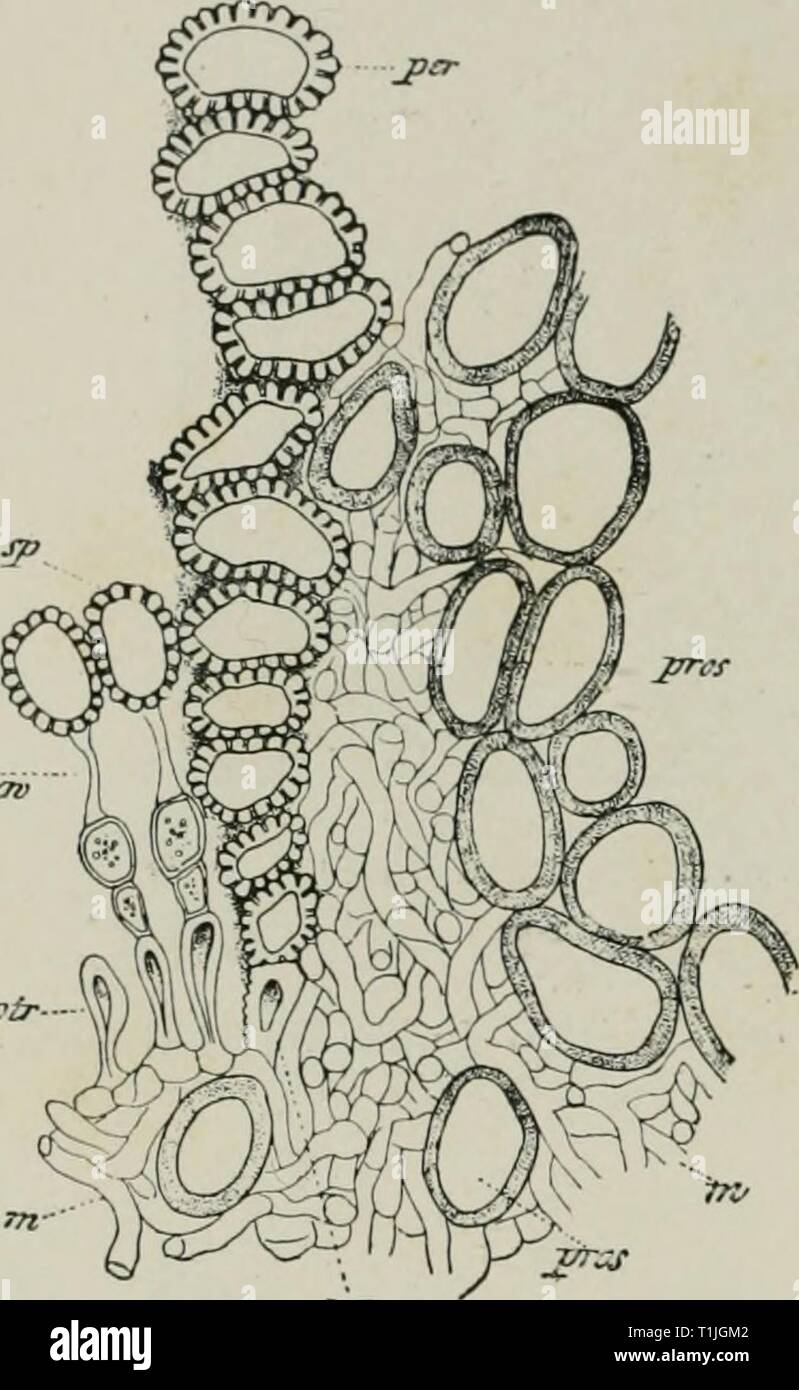 Diseases of plants induced by Diseases of plants induced by cryptogamic ...