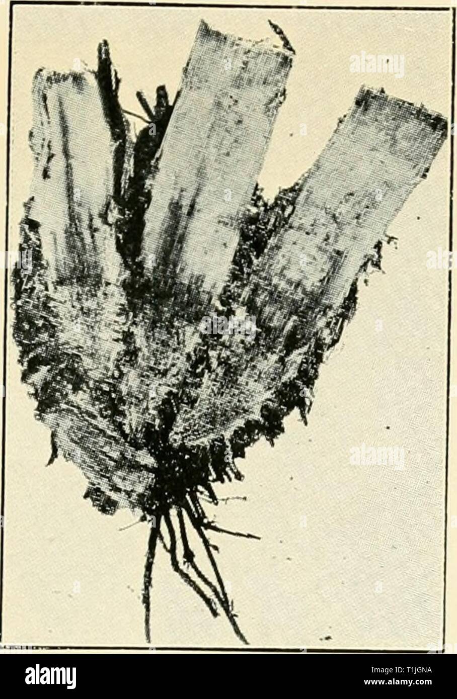 Diseases of crop-plants in the Diseases of crop-plants in the Lesser Antilles  diseasesofcroppl00nowe Year: 1923  Fig. 112 Acute Type of Root Disease Infestation of Young Plant Cane with Marasmius Stock Photo