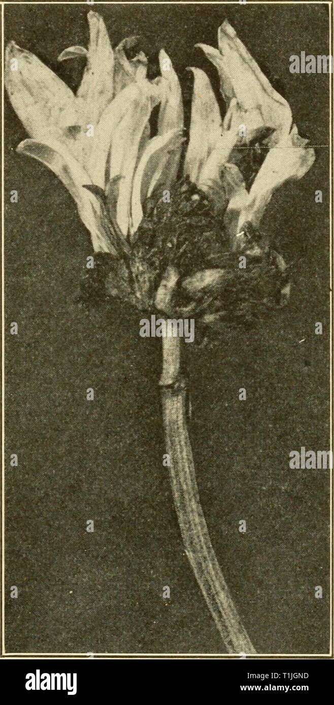 Diseases of economic plants (1921) Diseases of economic plants  diseasesofeconom01stev Year: 1921  Ornamental Plants 419 loss occasioned by the diminution in vigor of the plant and consequent imperfection of bloom is large. The sori, 2-3 mm. in diameter, which are diagnostic, first appear as small blisters covered by the epidermis. The rupture of this covering dis- closes a dark brown mass of spores. The sori are usually numerous upon the lower leaf surface, and the spores form dusty coatings upon the leaves. Badly affected leaves curl; shrivel, and die. The plants are dwarfed and fail to prod Stock Photo