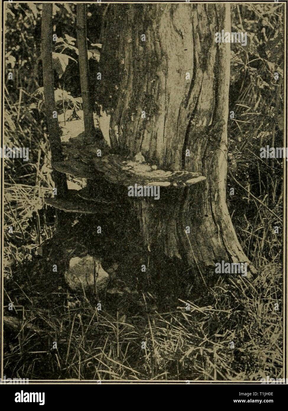 Diseases of economic plants (1910) Diseases of economic plants  diseasesofeconom02stev Year: 1910  422 DISEASES OF ECONOMIC PLANTS The pore-bearing sporophores are hoof-shaped, smooth above, and concentrically ridged and gray. Below they are red-brown. Rot (Fomes ap- planatus (Pers.) Wallr.). — The shelving, pore- bearing sporo- phores are very large, woody, and grayish to brown above, and are commonly found on dead wood, more rarely upon live trees. Rot (Poly- porns pinicola (Schwartz) Fr.). — The causal fungus is of world-wide dis- tribution upon conifers, espe- cially spruce, pine, fir, and Stock Photo