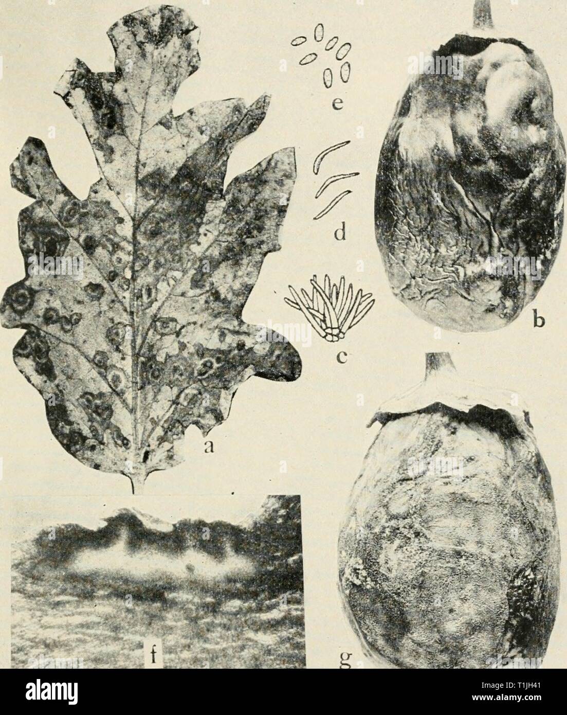Diseases of truck crops and Diseases of truck crops and their control  diseasesoftruckc00taubuoft Year: [1918]  Fig. 56. Egg-Plant Diseases. a. Phomopsis of leaf, 6. Phomopsis on fruit, c. conidiophores, rf. stylospores, e. pycnospores of Phomopsis vexans, f. photomicrograph of a cross section through an infected calyx of an egg plant showing pycnidia of P. vexans (c. to f. after Harter), g.. anthracnose on egg-plant fruit. Stock Photo
