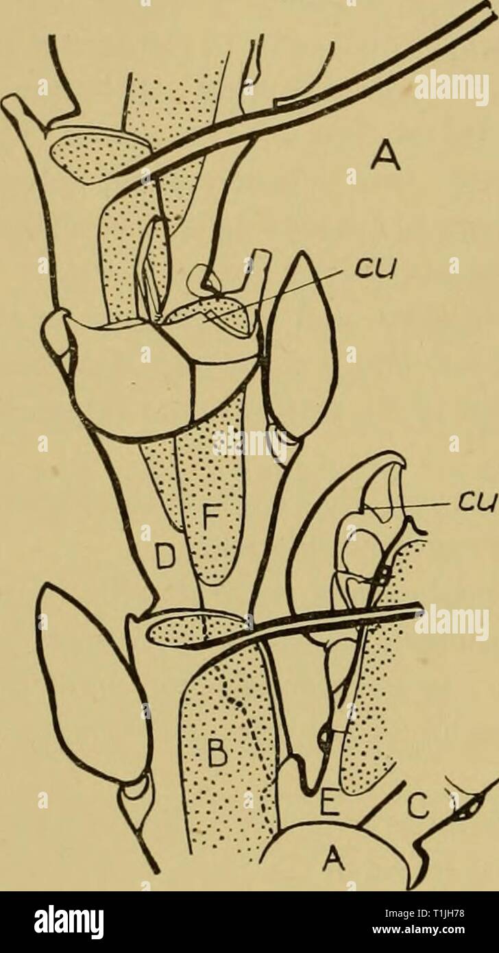 Discovery reports (1943) Discovery reports  discoveryreports22inst Year: 1943  428 DISCOVERY REPORTS 1926, pi. xxxii, fig. 20), and there is a cusp on each side of the beak. The mandible has a pair of basal processes, not seen in typical B. cucullata. The ovicell is smaller and more cap-like (Fig. 38 B), and the spines are comparatively slender and of uniform width, in    'â 'â 'â â â 'â ' 0 A -5mm 1 â 1 â 1 . 1 â 1 0 B-F â 5mm Stock Photo