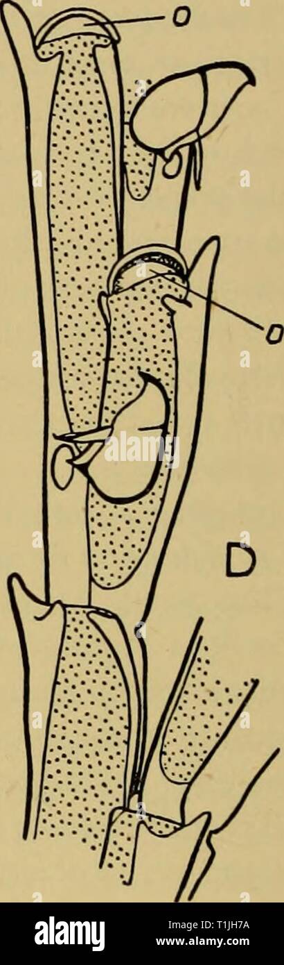Discovery reports (1943) Discovery reports  discoveryreports22inst Year: 1943  Oe Q Fig. 38. A-C. Bugula cucullata var. cuspidata var.n. St. TN 144, New Zealand. A. Bifurcation lettered according to Harmer's scheme. The apparent joint in zooecia CE is probably an injury. B. Fertile zooecia. C. Young colony with ancestrula, drawn from dry specimen. D. Bugula hyadesi Jullien, 34.11.12.41. Challenger St. 315. E. Bugula turrita Verrill, 98.5.7.140. North-east America. Avicularium. F. Bugula ditrupae Busk. 99.7.1.1014. Madeira. Avicularium from a paratype-specimen. a. ancestrula, b.w. basal wall of Stock Photo