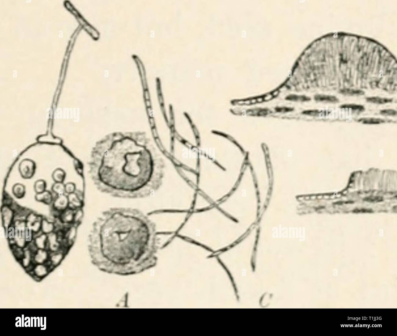 Diseases of plants induced by Diseases of plants induced by cryptogamuc parasites; introduction to the study of pathogenic fungi, slime-fungi, bacteria, and algae. English ed. by William G. Smith  diseasesofplants00tubeuoft Year: 1897  CYLINDROSPORIUM. 489 As yet the disease has been observed in quantity only in the neighbourhood of Oberammergau (Upper Bavaria). C. padi Kaist. Leaf-bh'glit of clierry and plum. This dis- ease is most destructive in the nursery, causing premature defoliation of young trees; it may also cause severe injury to fruit-bearing trees. The leaves become spotted and per Stock Photo