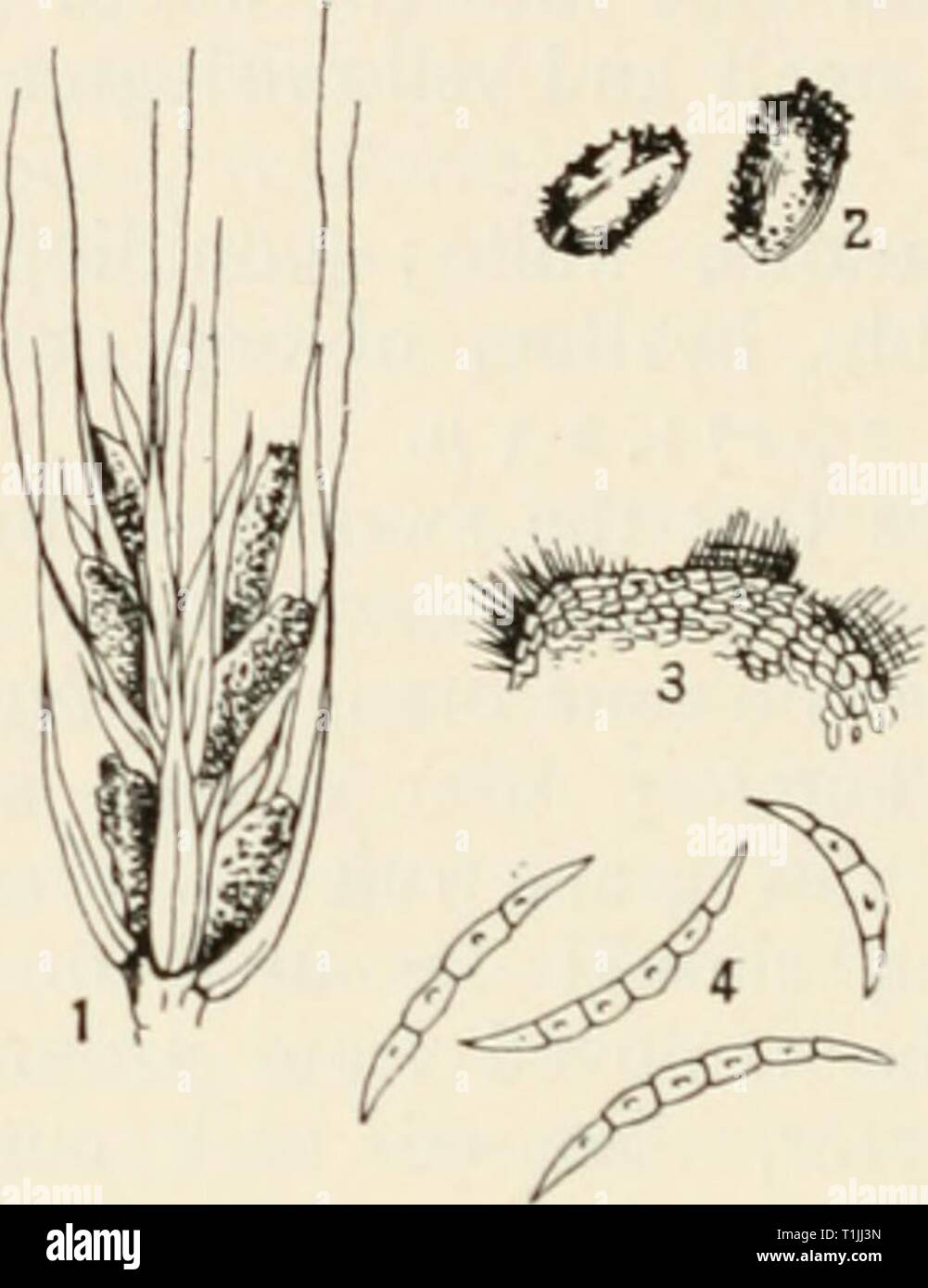 Diseases of cultivated plants and Diseases of cultivated plants and trees  diseasesofcultiv00massuoft Year: [1910?]  494 DISEASES OF CULTIVATED PLANTS Spore - mass subgelatinous, deep red ; conidia fusiform, curved, 3-5-septate at maturity. Clean seed obtained from a district free from the disease should be sown. There is also a danger of infection from the presence of wild grasses. Yx2iVi,Jahrb. d. Deutsch. Landwirt/i. GeselL, 1892. Matthews,yi'wr/z. Roy. Mor. Soc, 1883, p. 321. Smith, Diseases of Field and Garden Crops, p. 209.    Fig. 149.—Fusarium heterosporum. i, portion of an ear of ry Stock Photo
