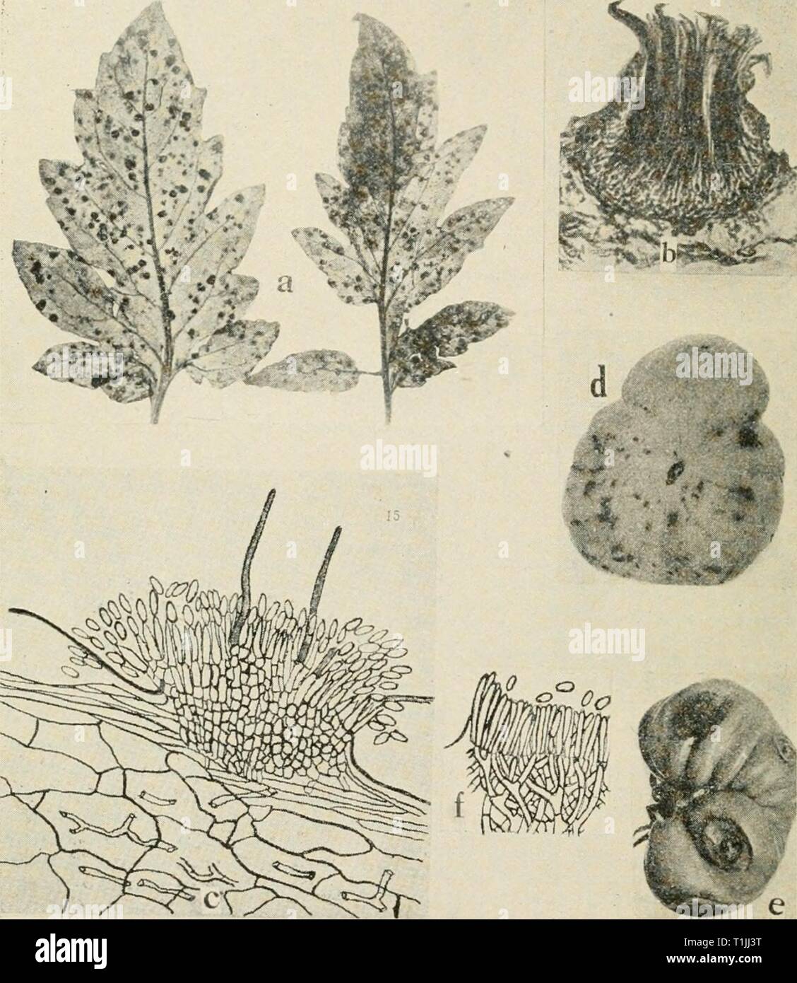 Diseases of truck crops and Diseases of truck crops and their control  diseasesoftruckc00taub Year: 1918  .â *r*'&gt;*lX    Fig. 66. Tomato Diseases. a. Septoria leaf spot, b. section through a pycnidium of Seploria lycopersiii (after Levin), c. section through acervulus of Collelolrichum phoinnidfs (after Venus Pool), d. and e. Melanconium rot. /. section through an acervulus of the Melan- conium fungus (d. to/, after Tisdale). Stock Photo