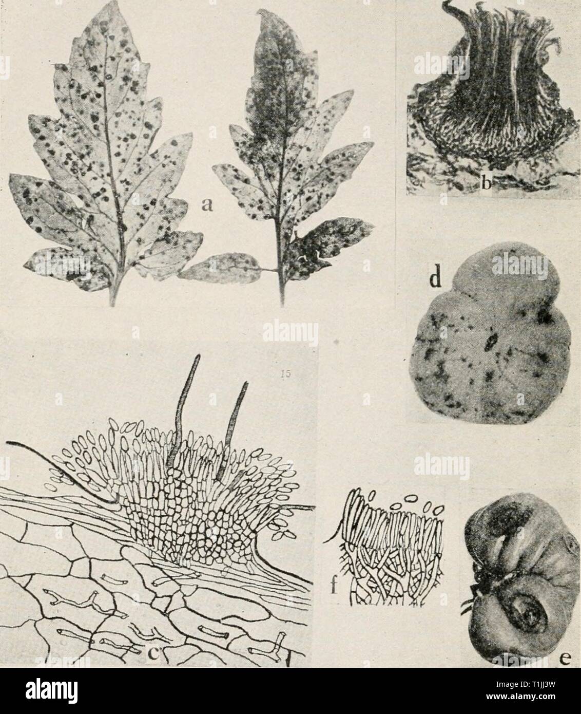 Diseases of truck crops and Diseases of truck crops and their control  diseasesoftruckc00taubuoft Year: [1918]  Fig. 66. TOxMato Diseases. a. Septoria leaf spot, b. section through a pycnidium of Septoria lycopersici (after Levin), c. section through acervulus of Colletolrichum phomoides (after Venus Pool), d. anil e. Melanconium rot, /. section through an acervulus of the Melan- conium fungus {d. to f. after Tisdale). Stock Photo