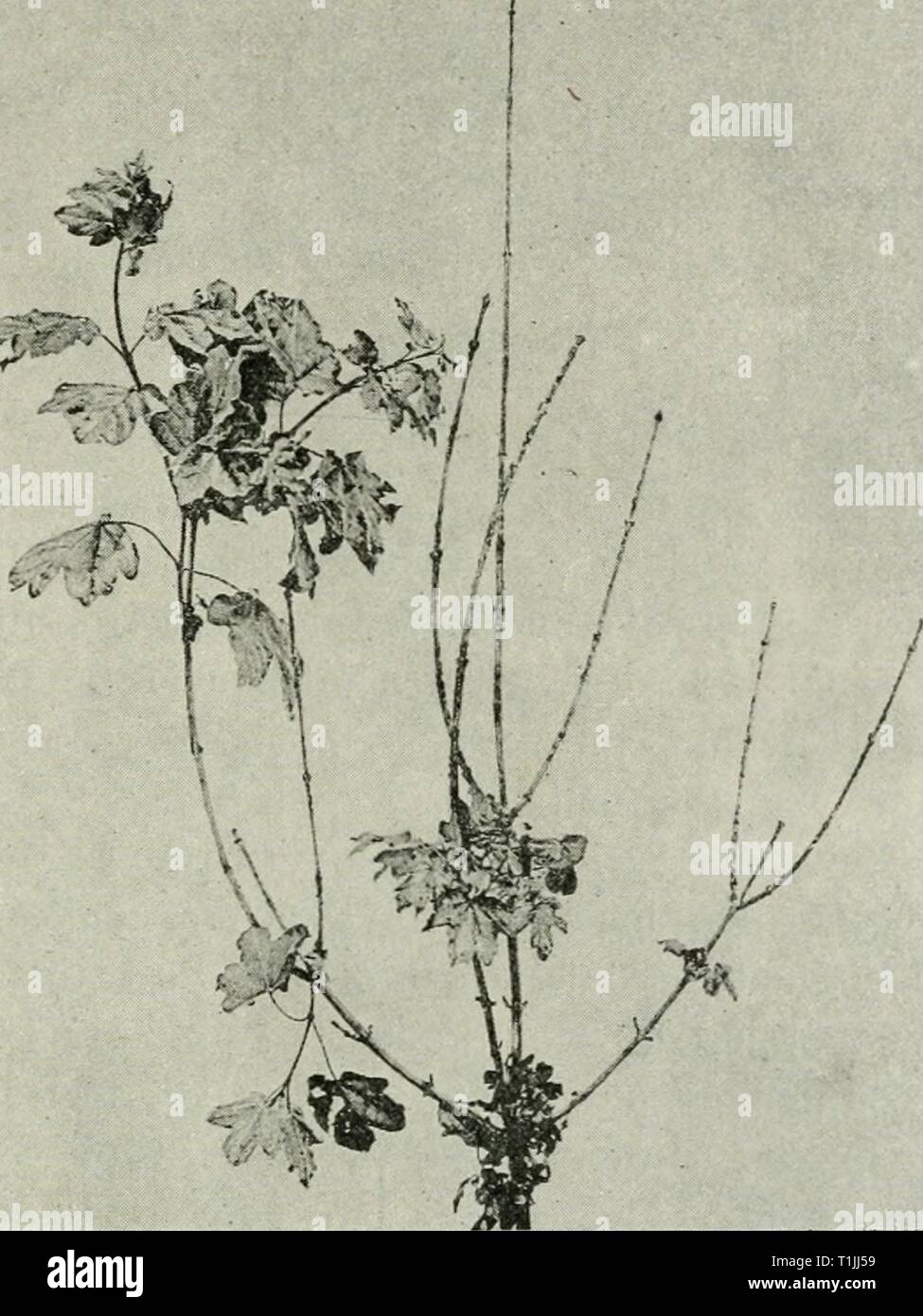 Diseases of plants induced by Diseases of plants induced by cryptogamic parasites; introduction to the study of pathogenic Fungi, slime-Fungi, bacteria, & Algae  diseasesofplant00tube Year: 1897  PESTALOZZINA. 495 Pestalozzina Soraueriana Sacc. occurs on foxtail grass {Alopecurus pratcnds). The conidial tufts develop on spots which appear on the gradually withering leaves. The bristle-appendages on the terminal cell of the conidia are lateral, only one being terminal. This disease was first observed by Weinzierl at Vienna,    Fig. 305.—Sfptogloeum Bartif/kmum on Acer carivptstre. The dead twig Stock Photo